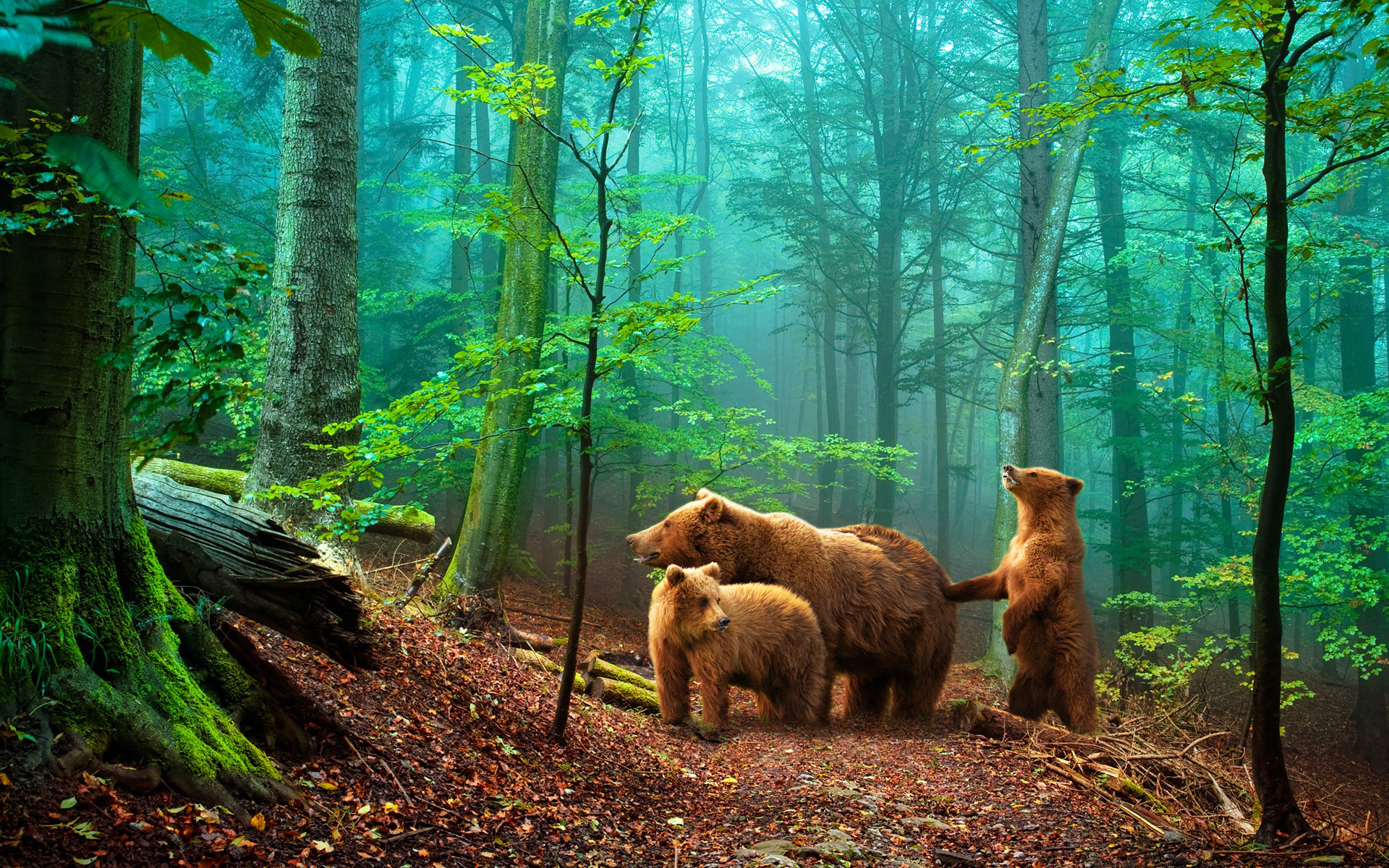animals, bears phone background