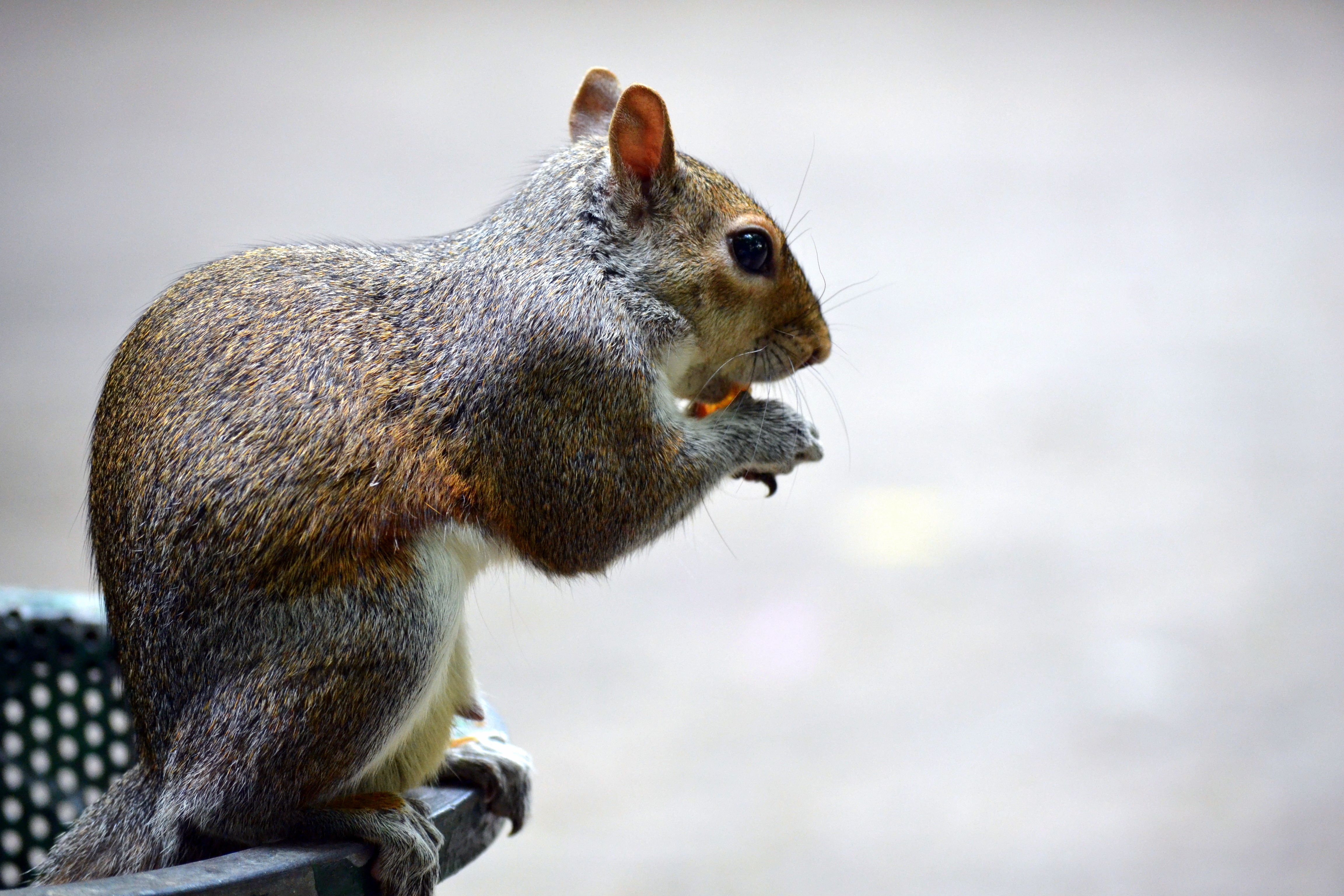Download mobile wallpaper Sit, Animals, Food, Squirrel for free.