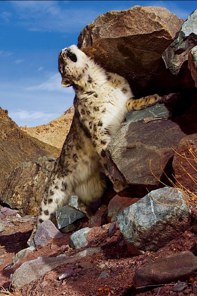 Descarga gratuita de fondo de pantalla para móvil de Animales, Gatos, Leopardo De Las Nieves.