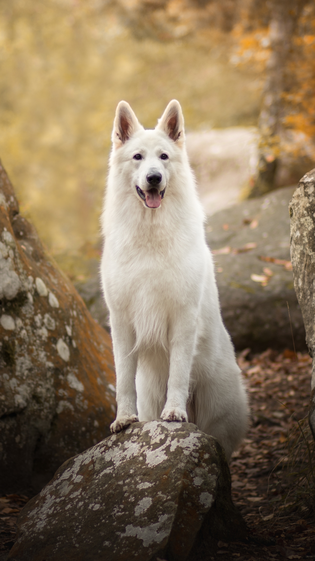 1155774 Hintergrundbild herunterladen tiere, weißer schäferhund, hund, hunde - Bildschirmschoner und Bilder kostenlos