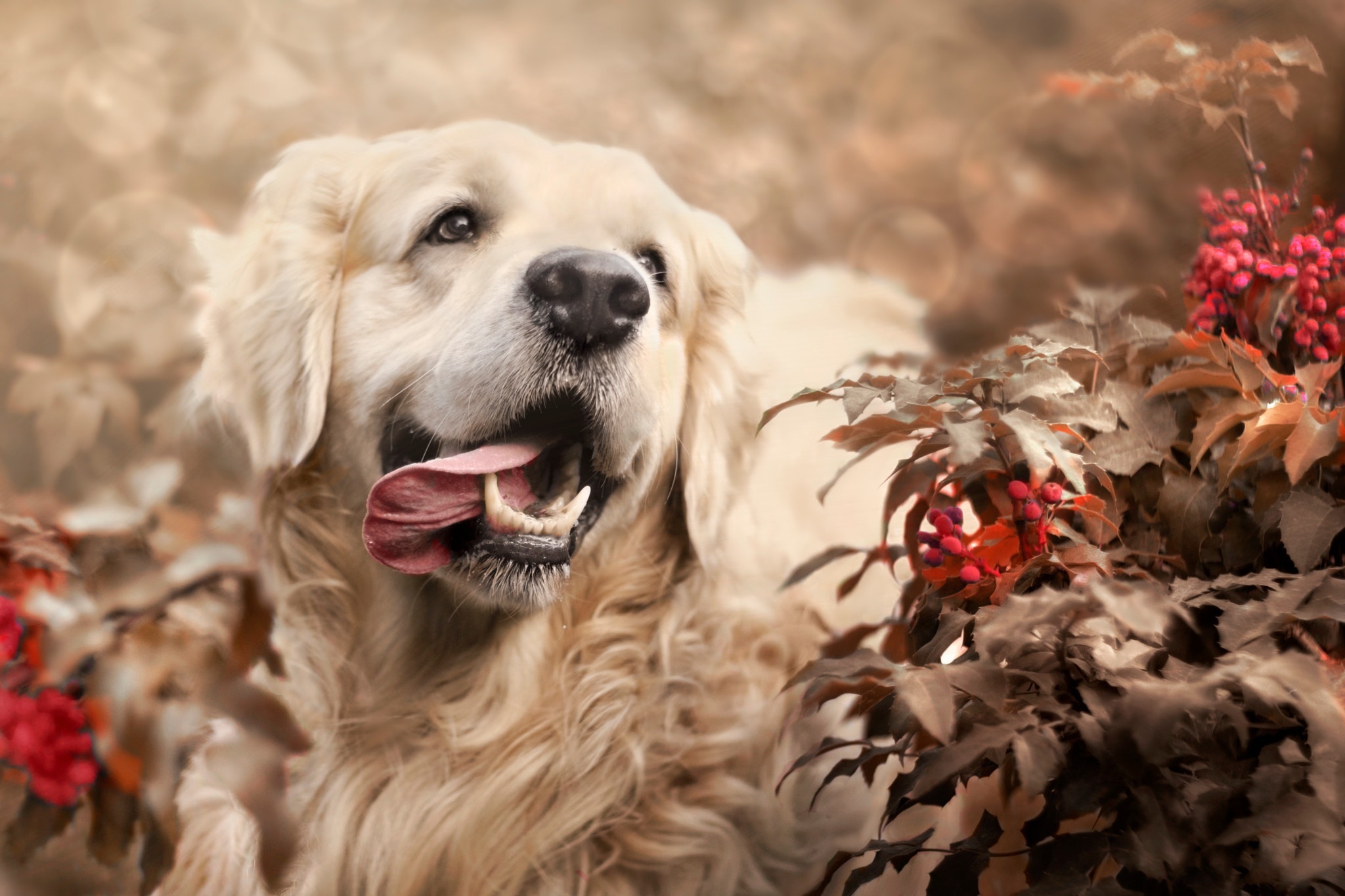 Descarga gratis la imagen Animales, Perros, Perro, Labrador Retriever en el escritorio de tu PC