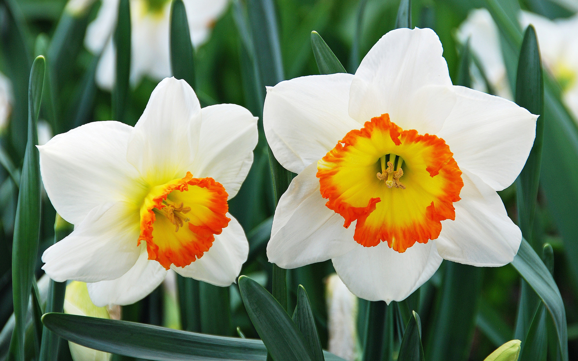 Free download wallpaper Flowers, Flower, Earth, Daffodil on your PC desktop