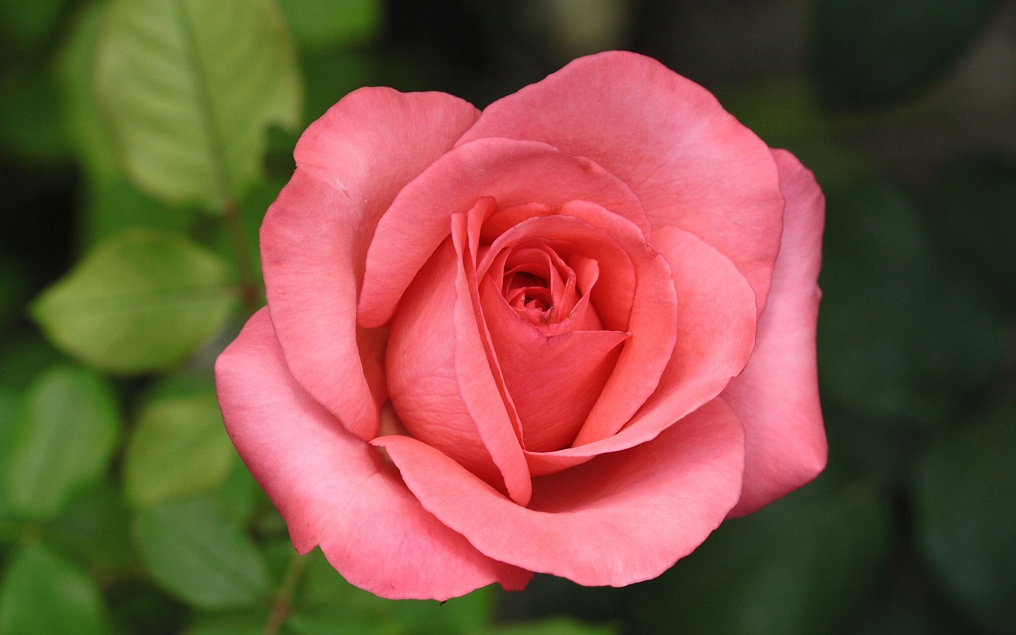 Скачать обои бесплатно Цветок, Макро, Роза, Земля/природа, Розовый Цветок, Розовая Роза, Флауэрсы картинка на рабочий стол ПК