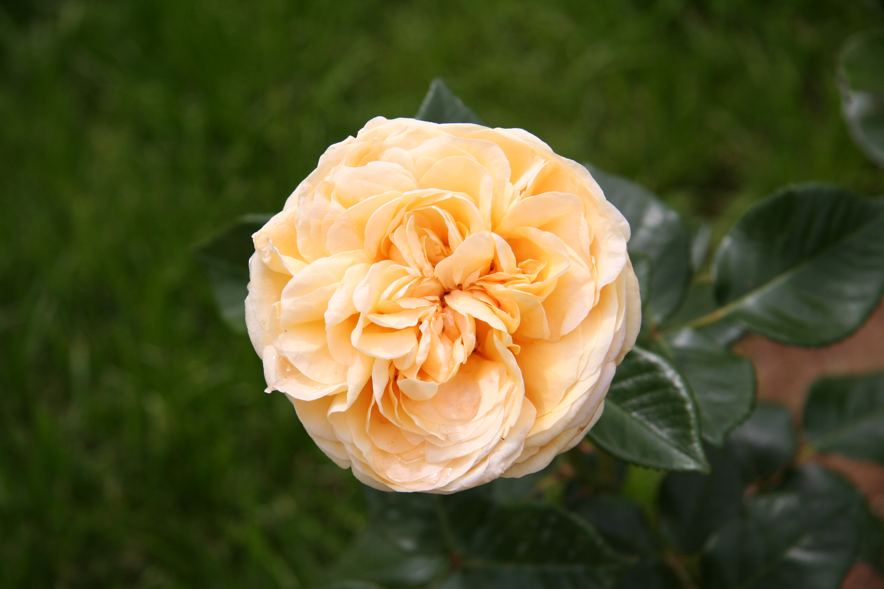 Téléchargez gratuitement l'image Fleurs, Rose, Terre/nature sur le bureau de votre PC