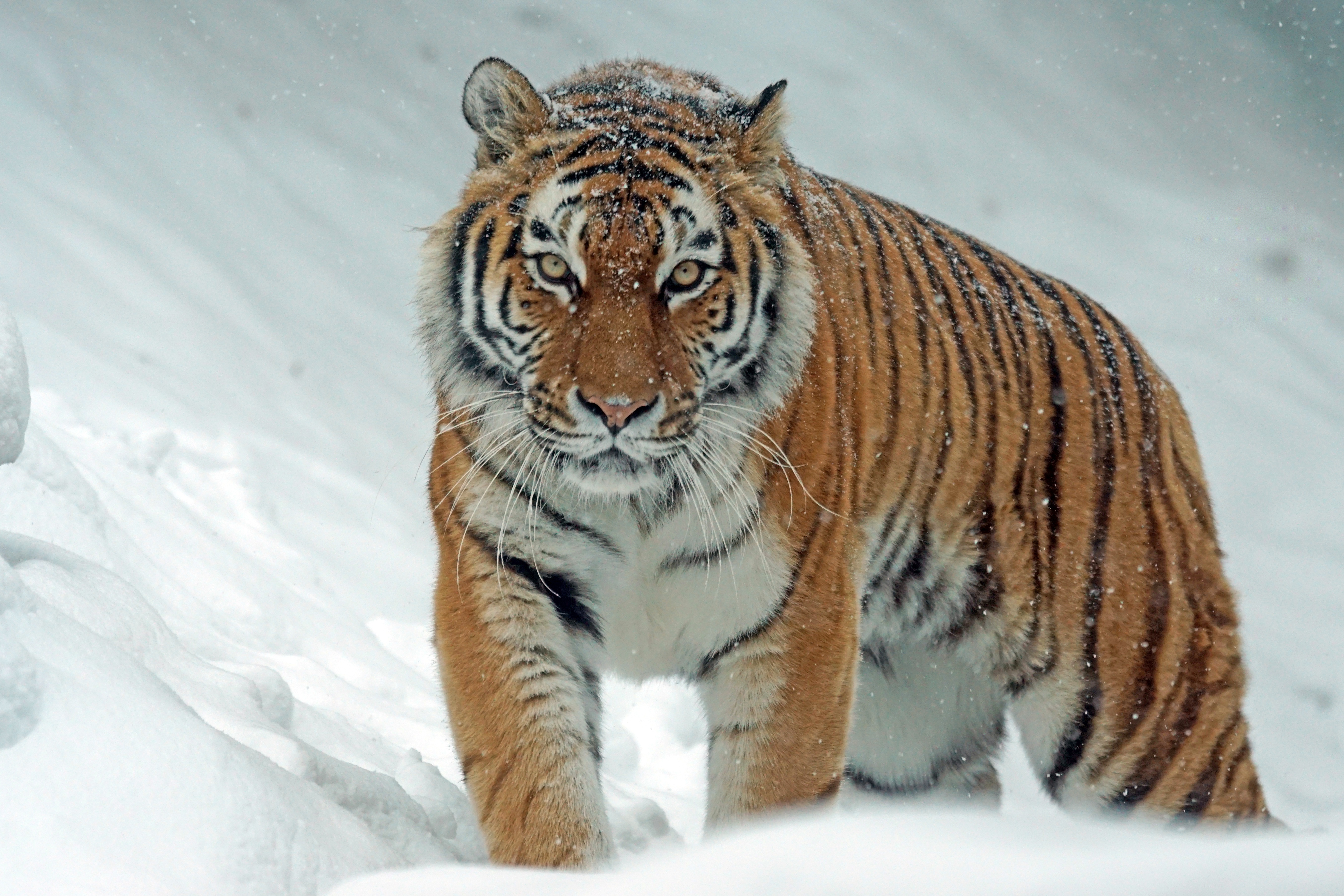 141550 скачать обои тигр, снег, животные, большая кошка, хищник - заставки и картинки бесплатно