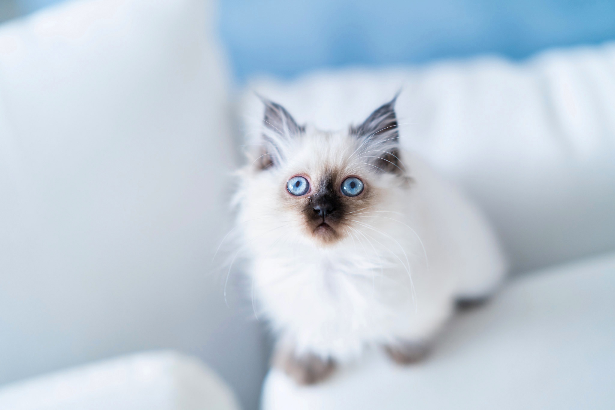 Завантажити шпалери безкоштовно Кішка, Кошеня, Тварина, Коти, Блакитні Очі, Бірманська Кішка картинка на робочий стіл ПК
