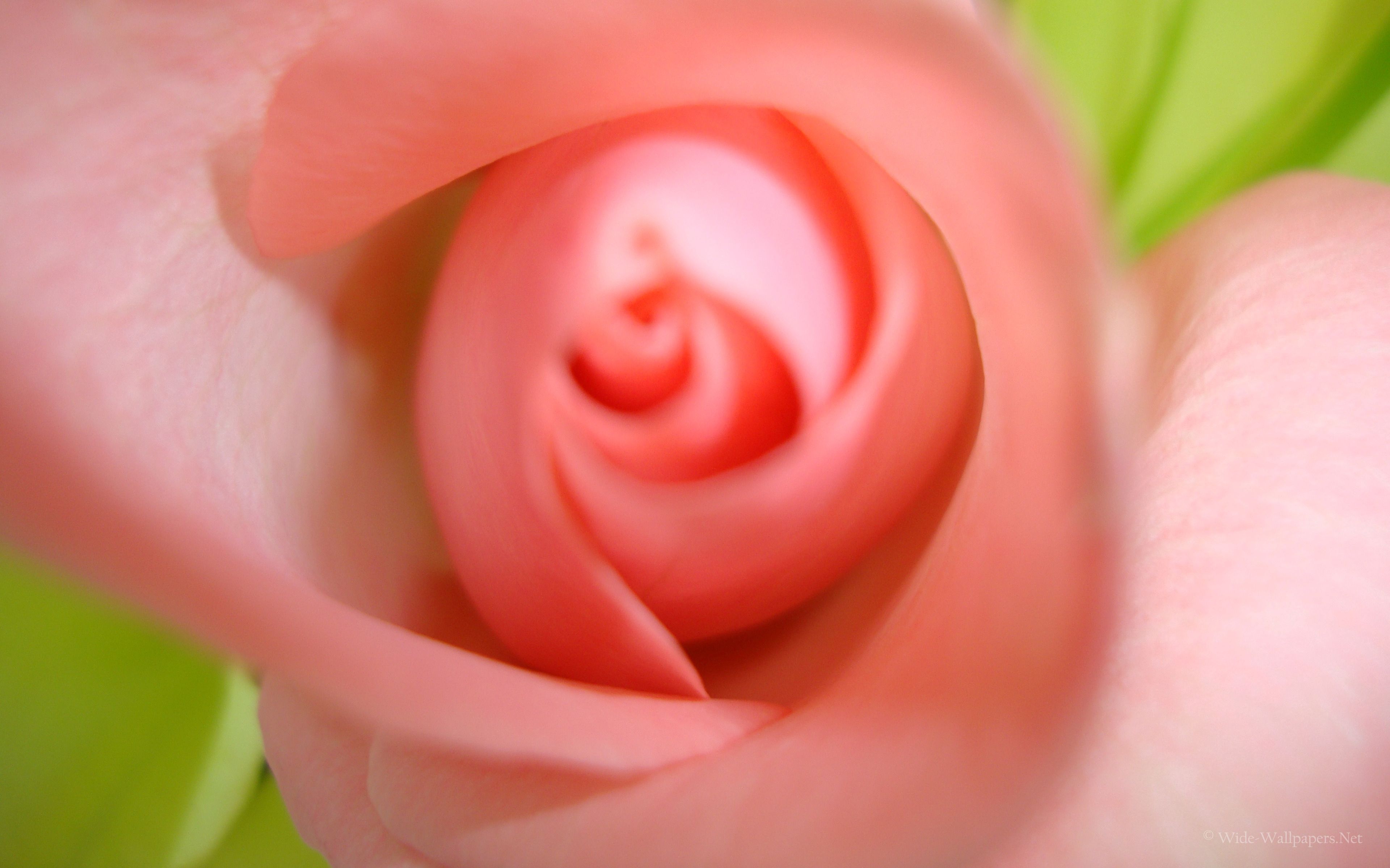 Descarga gratis la imagen Flor, Yema, Brote, Florecer, Rosa, Planta, Macro, Floración, Rosado en el escritorio de tu PC