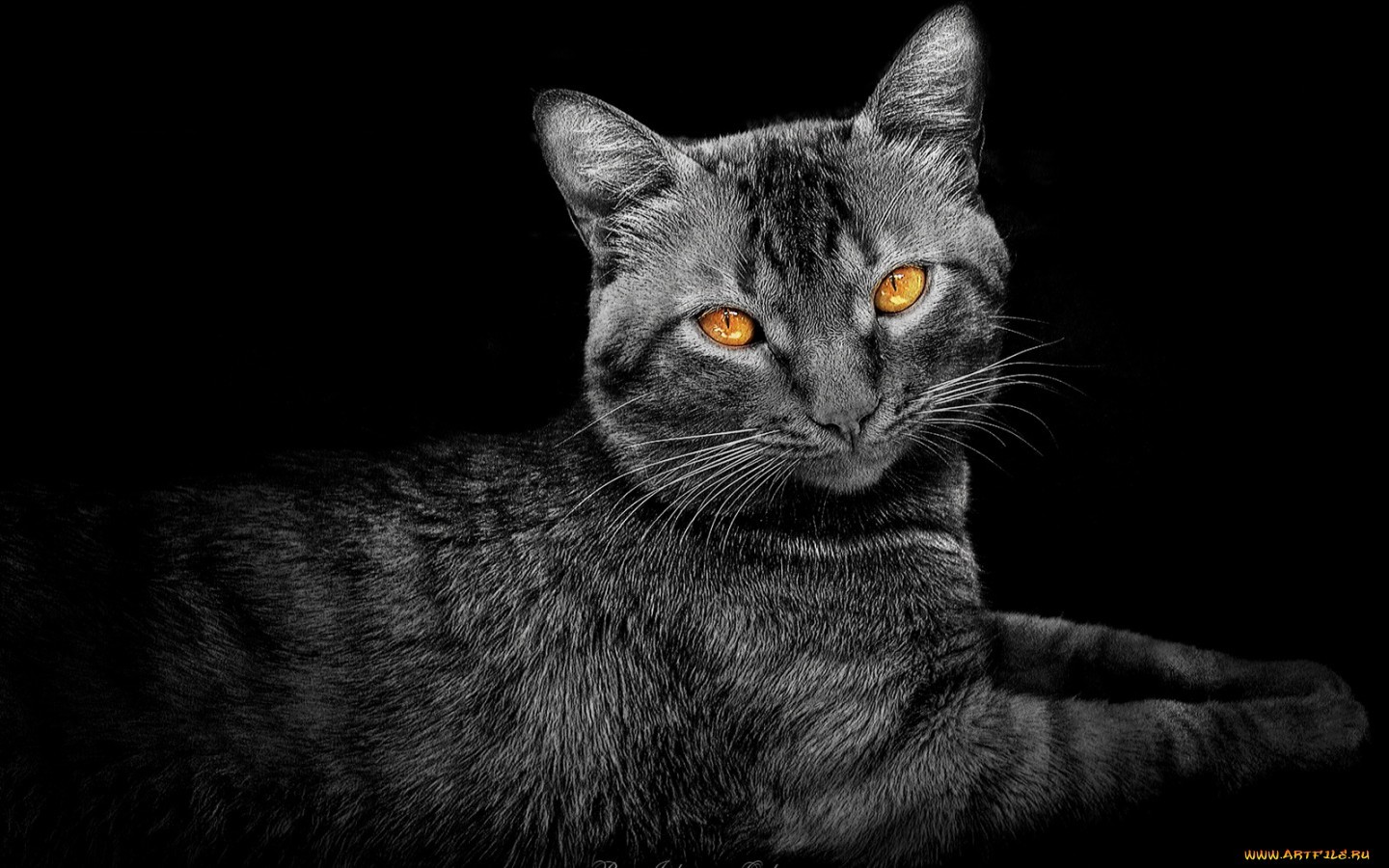 1920 x 1080 picture animals, cats, art photo, gray
