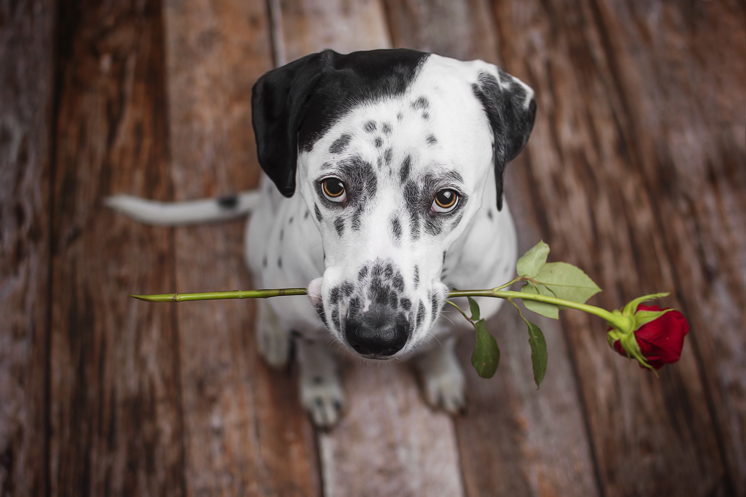 Download mobile wallpaper Dogs, Flower, Dog, Muzzle, Animal, Dalmatian, Red Rose, Stare for free.
