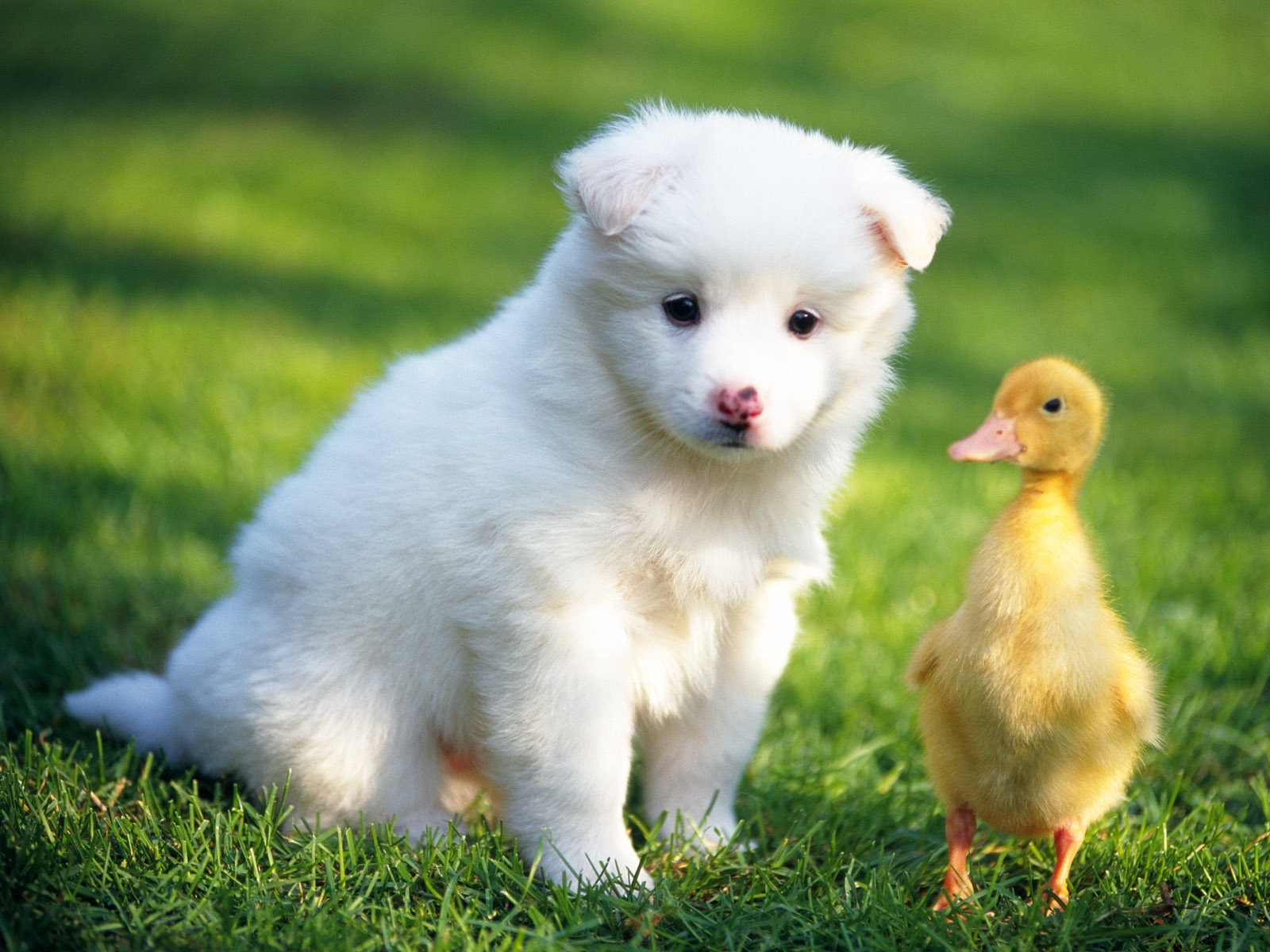 dogs, ducks, animals, birds for android