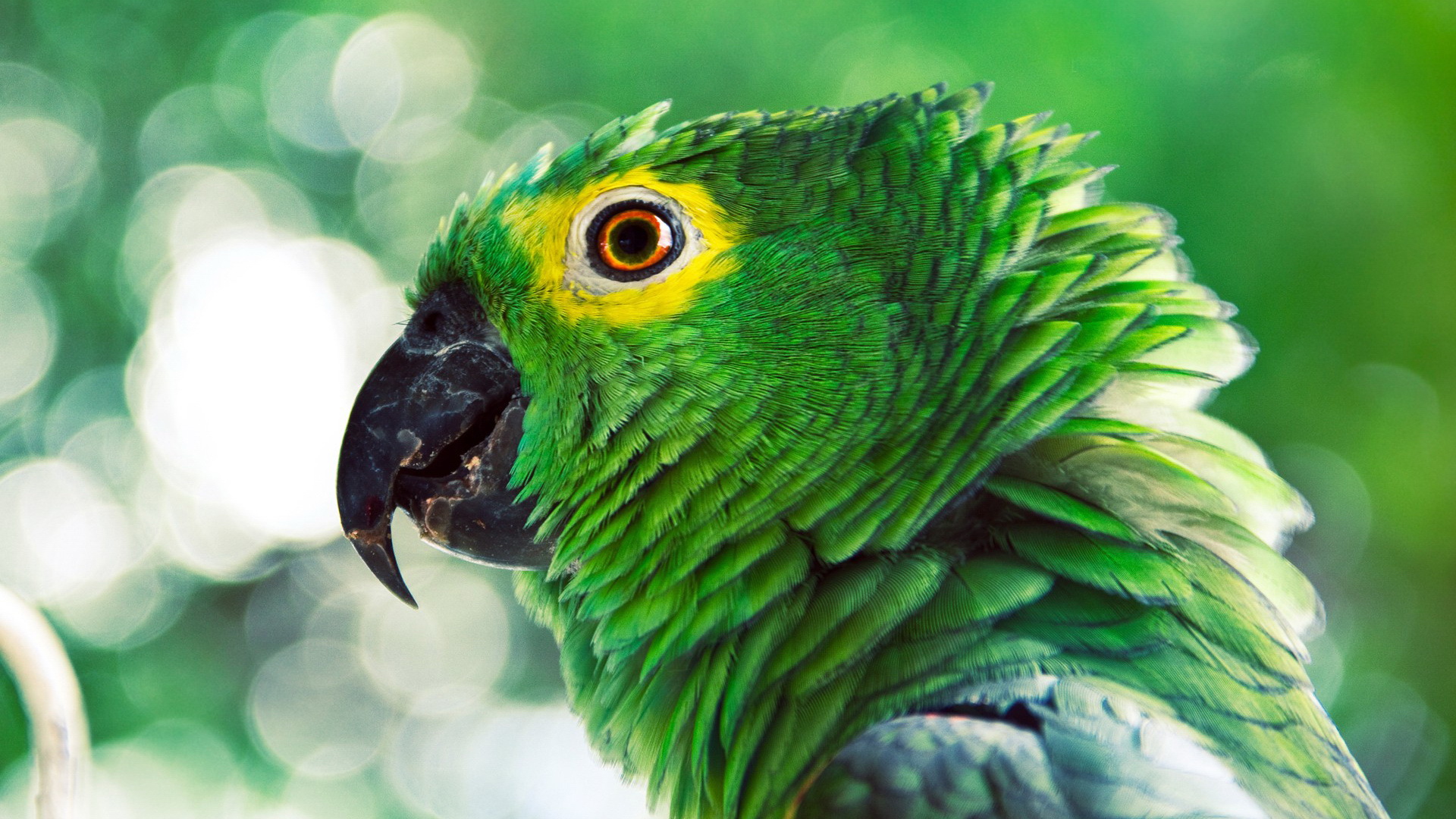 Free download wallpaper Animal, Parrot on your PC desktop