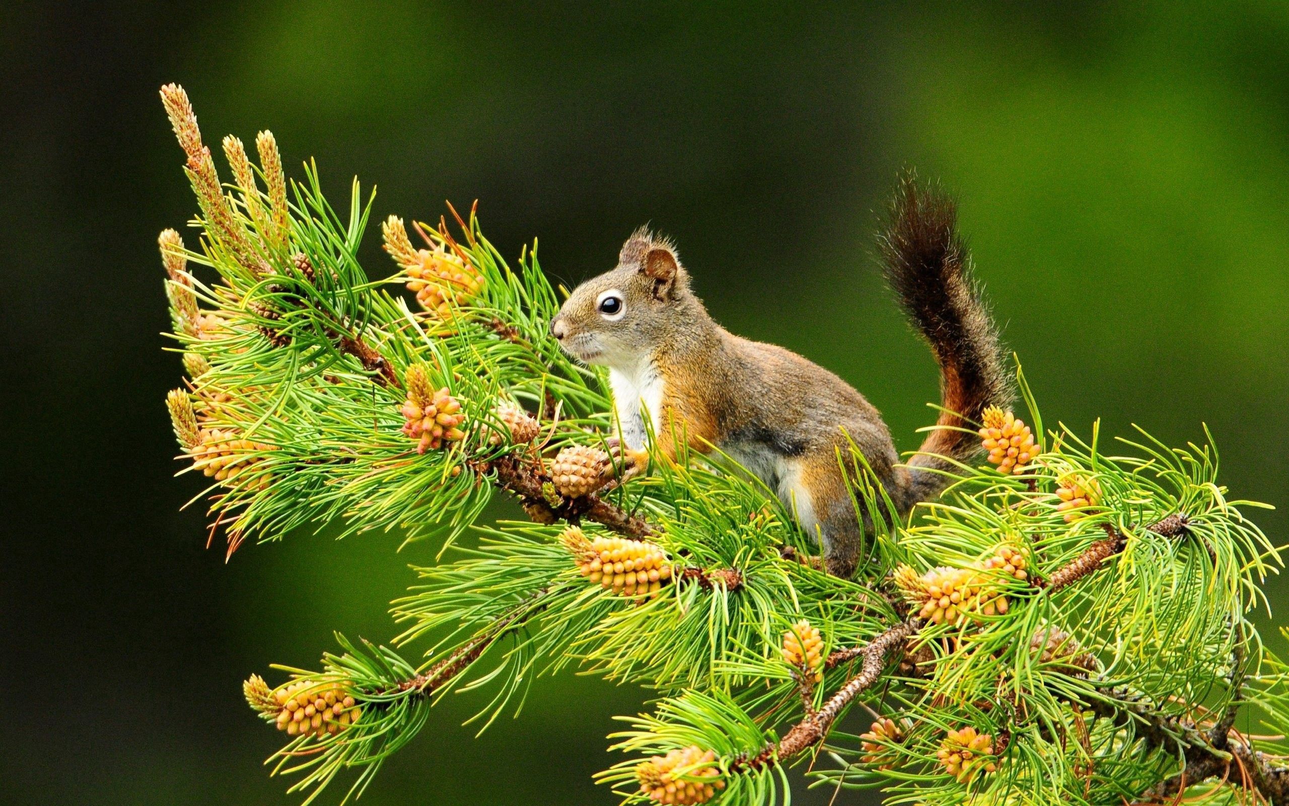 spruce, branch, sit, animals, squirrel, fir, tail Full HD