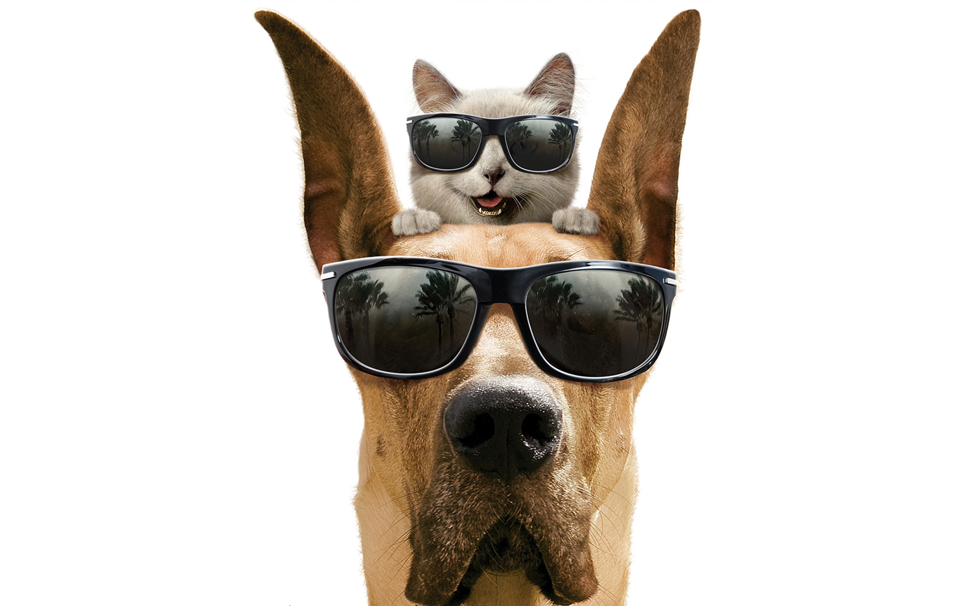 Laden Sie das Katze, Hund, Süß, Lustig, Sonnenbrille, Filme, Marmaduke-Bild kostenlos auf Ihren PC-Desktop herunter