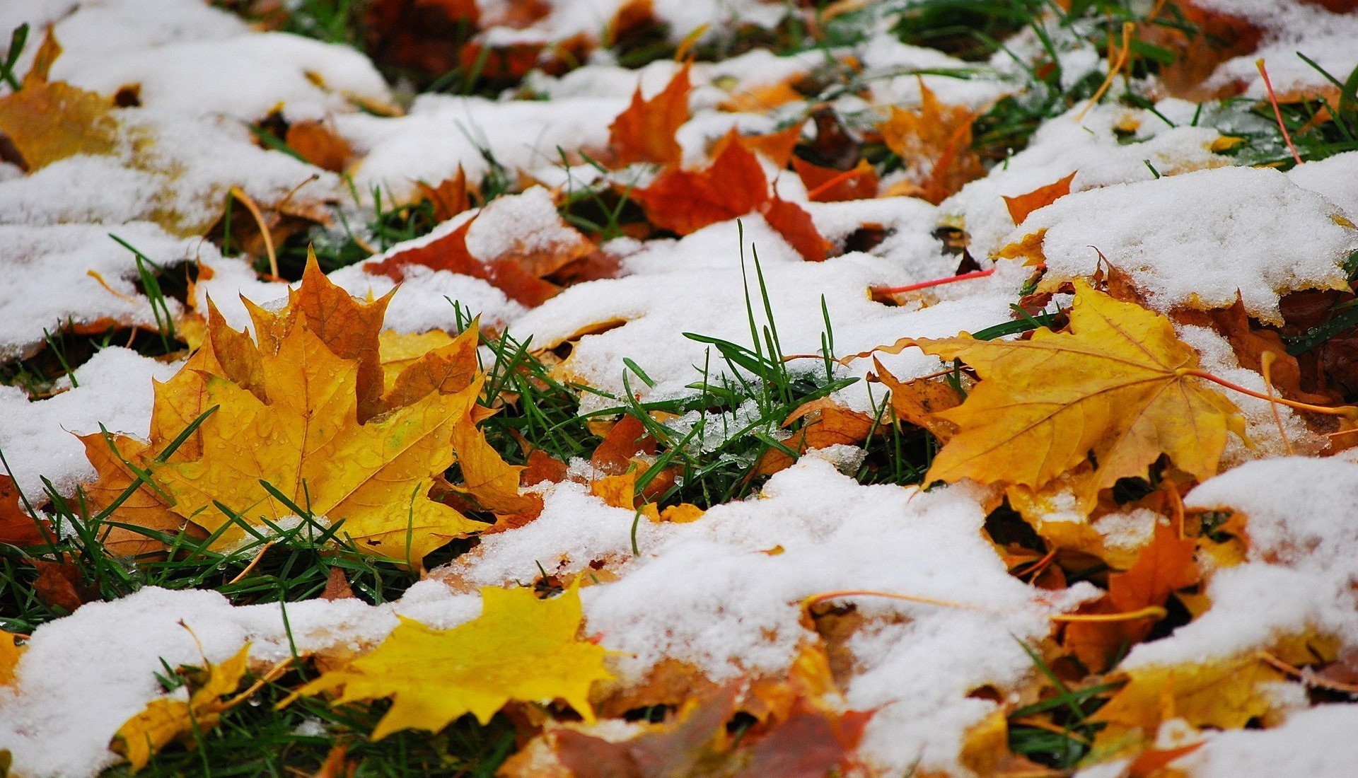 662927 завантажити картинку зима, листопад, земля, листок, падіння, трава, сніг - шпалери і заставки безкоштовно