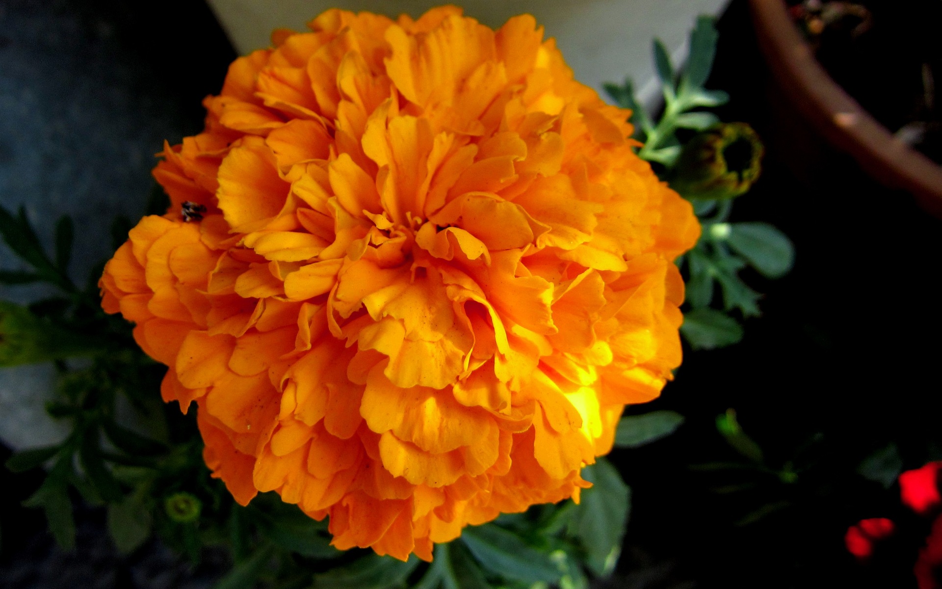 Download mobile wallpaper Flowers, Flower, Close Up, Earth, Orange Flower for free.