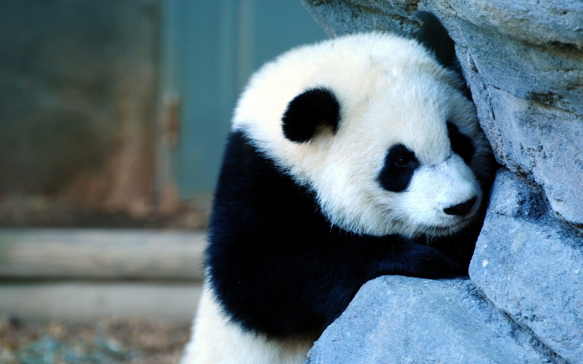 Download mobile wallpaper Panda, Bear, Animal for free.