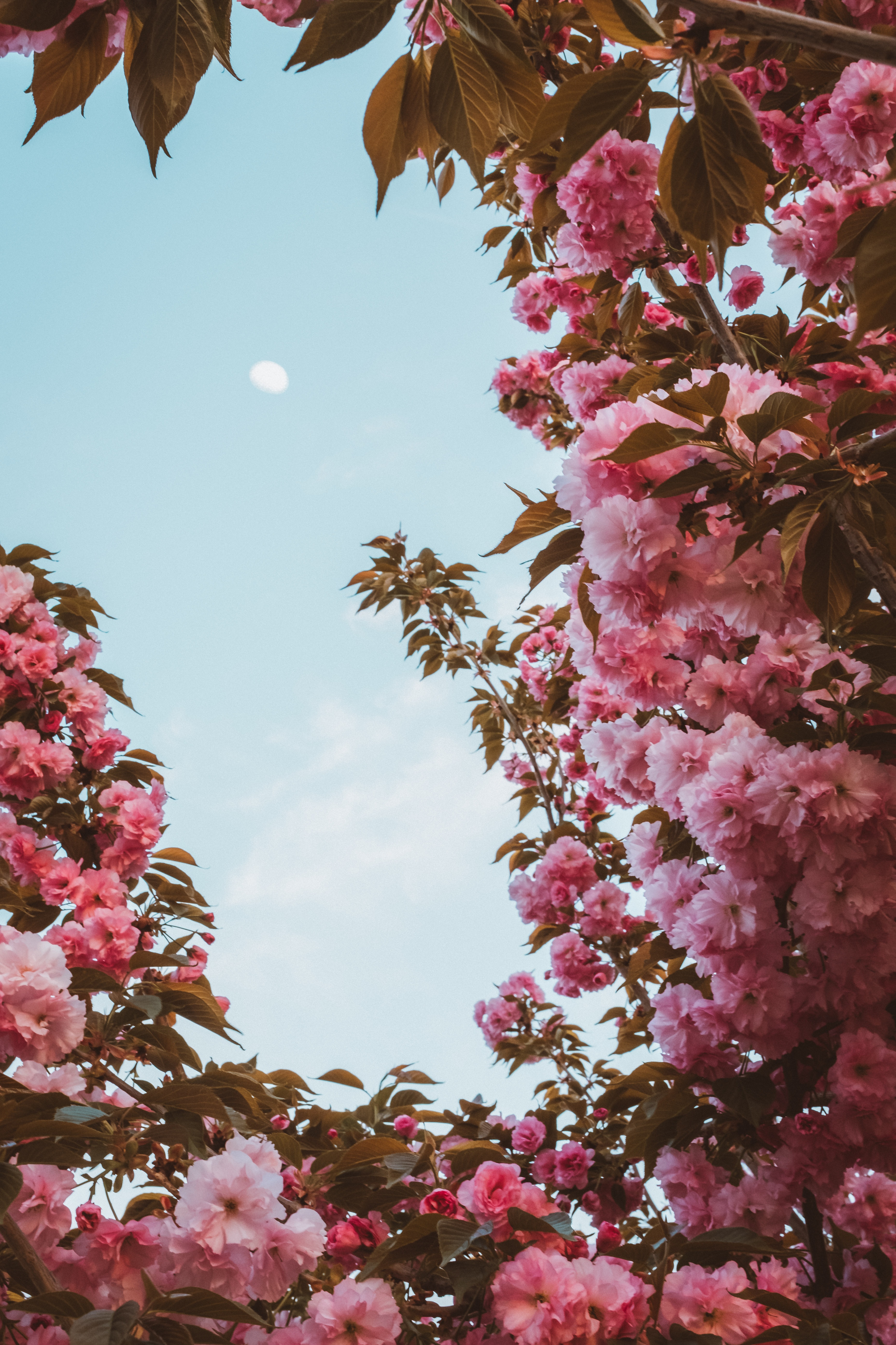 104383 скачать картинку розовый, цветение, сакура, цветы, весна, небо, луна - обои и заставки бесплатно