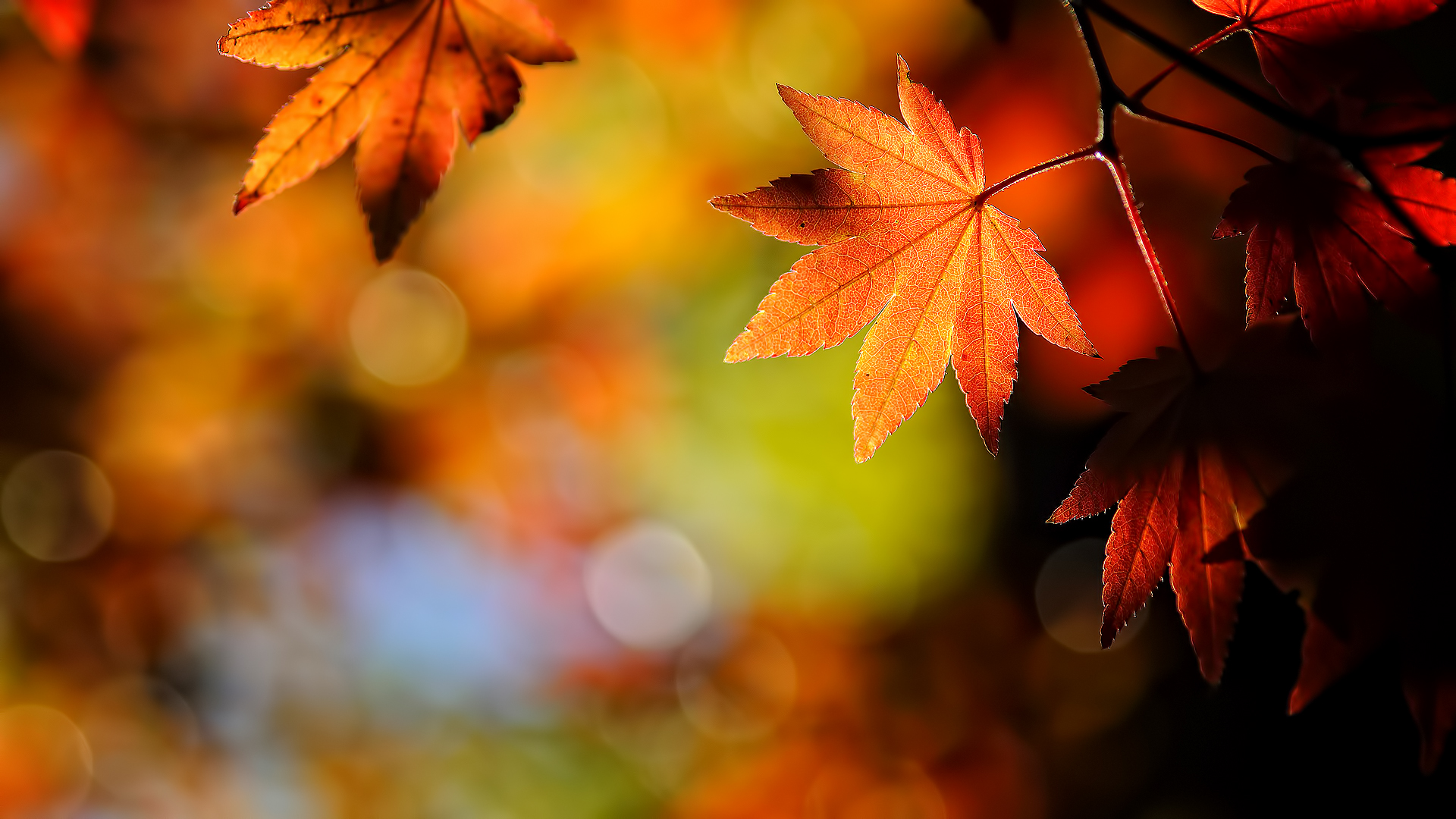 earth, leaf, brown, fall, tree