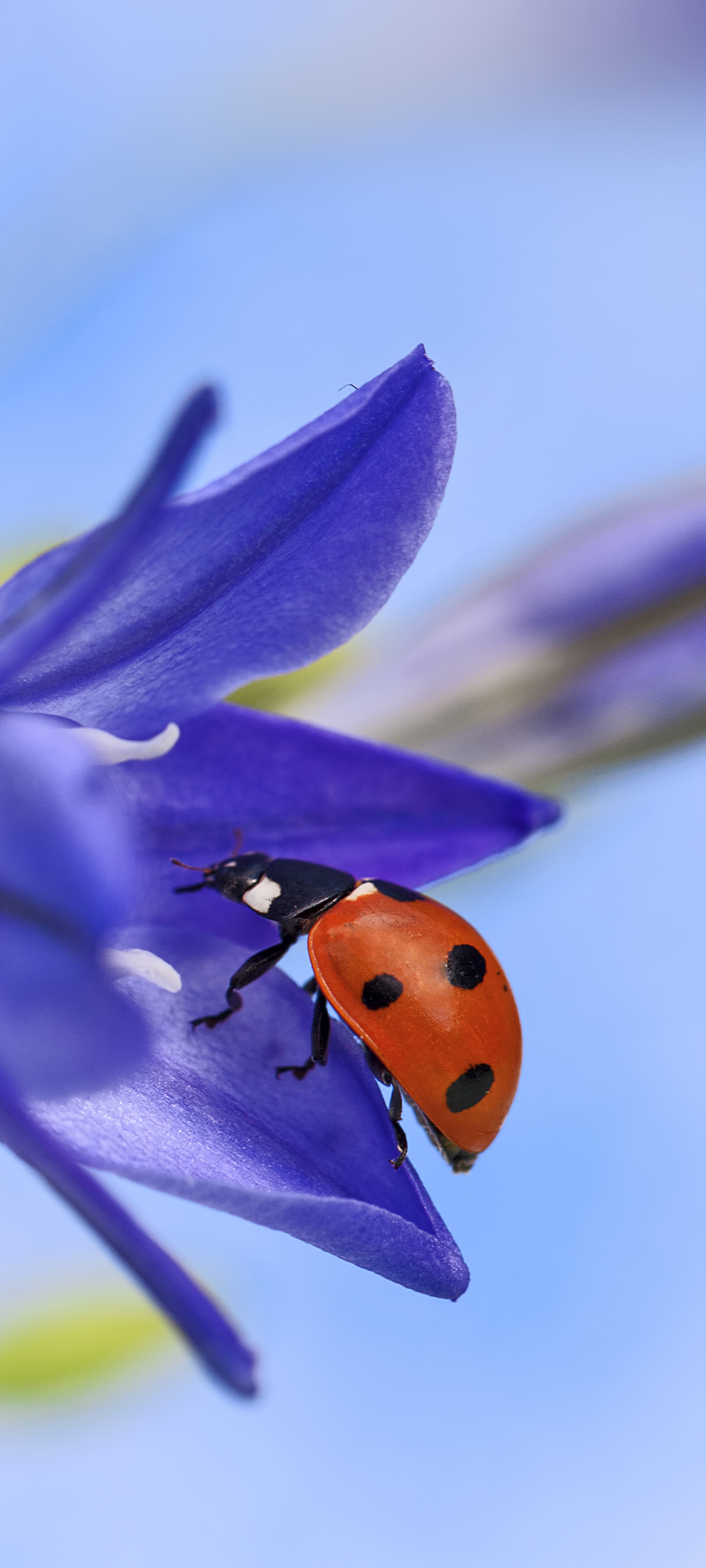 Baixar papel de parede para celular de Animais, Macro, Inseto, Joaninha, Flor Azul gratuito.