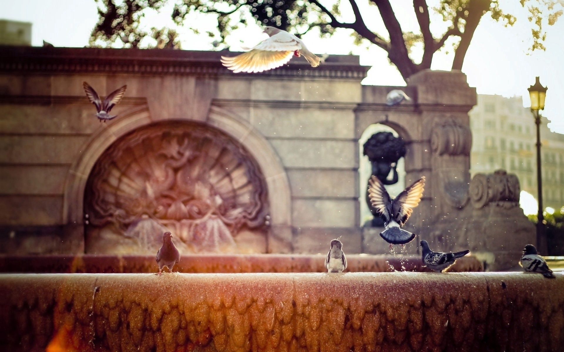 animals, pigeons, fountain, wings, wave, sweep