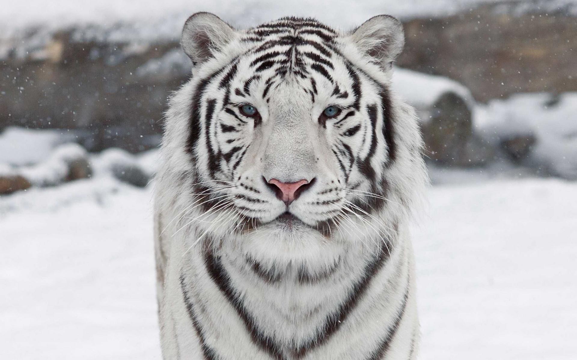 Завантажити шпалери безкоштовно Тигр, Тварина, Коти, Білий Тигр, Впритул картинка на робочий стіл ПК