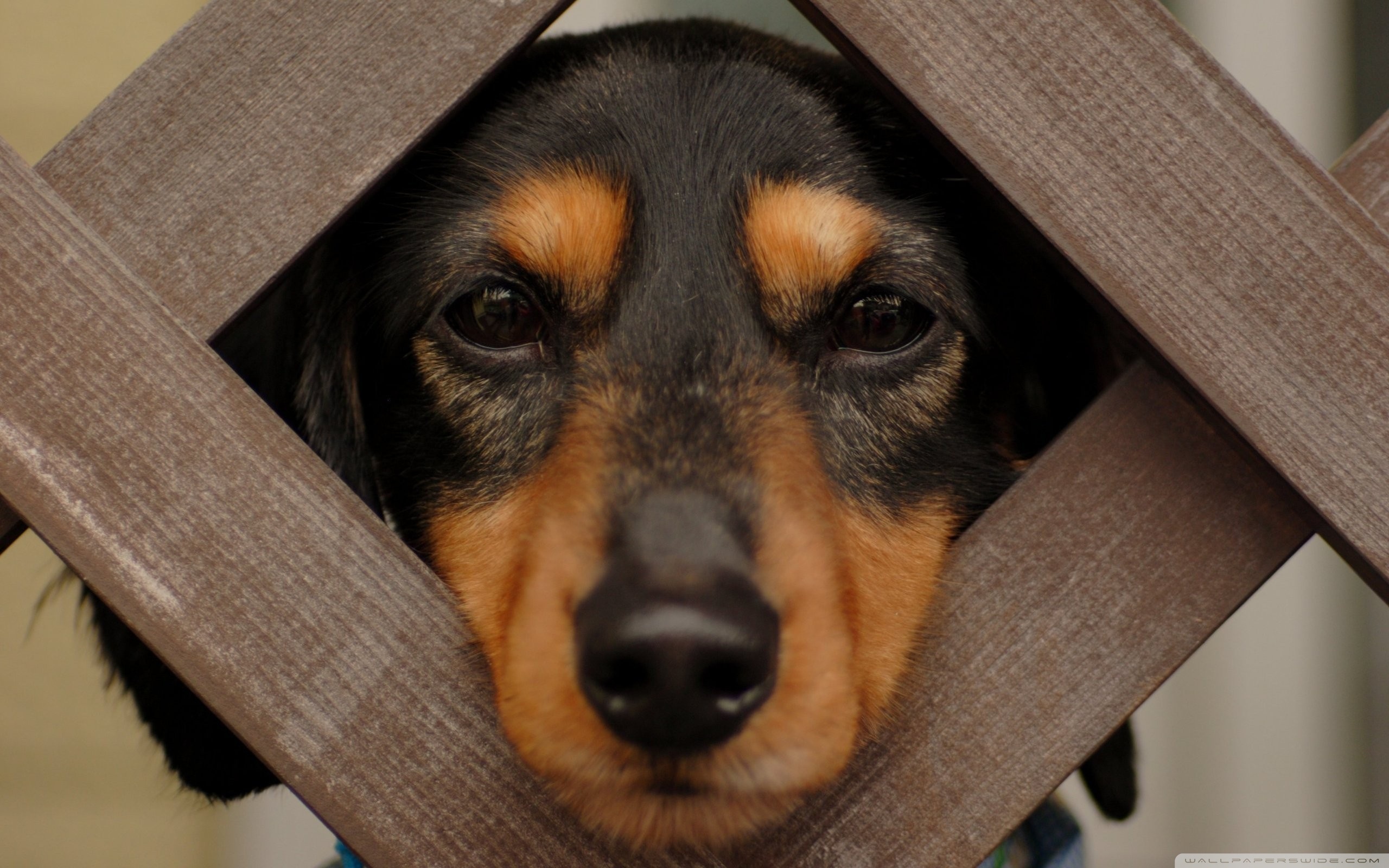 無料モバイル壁紙犬, 動物をダウンロードします。