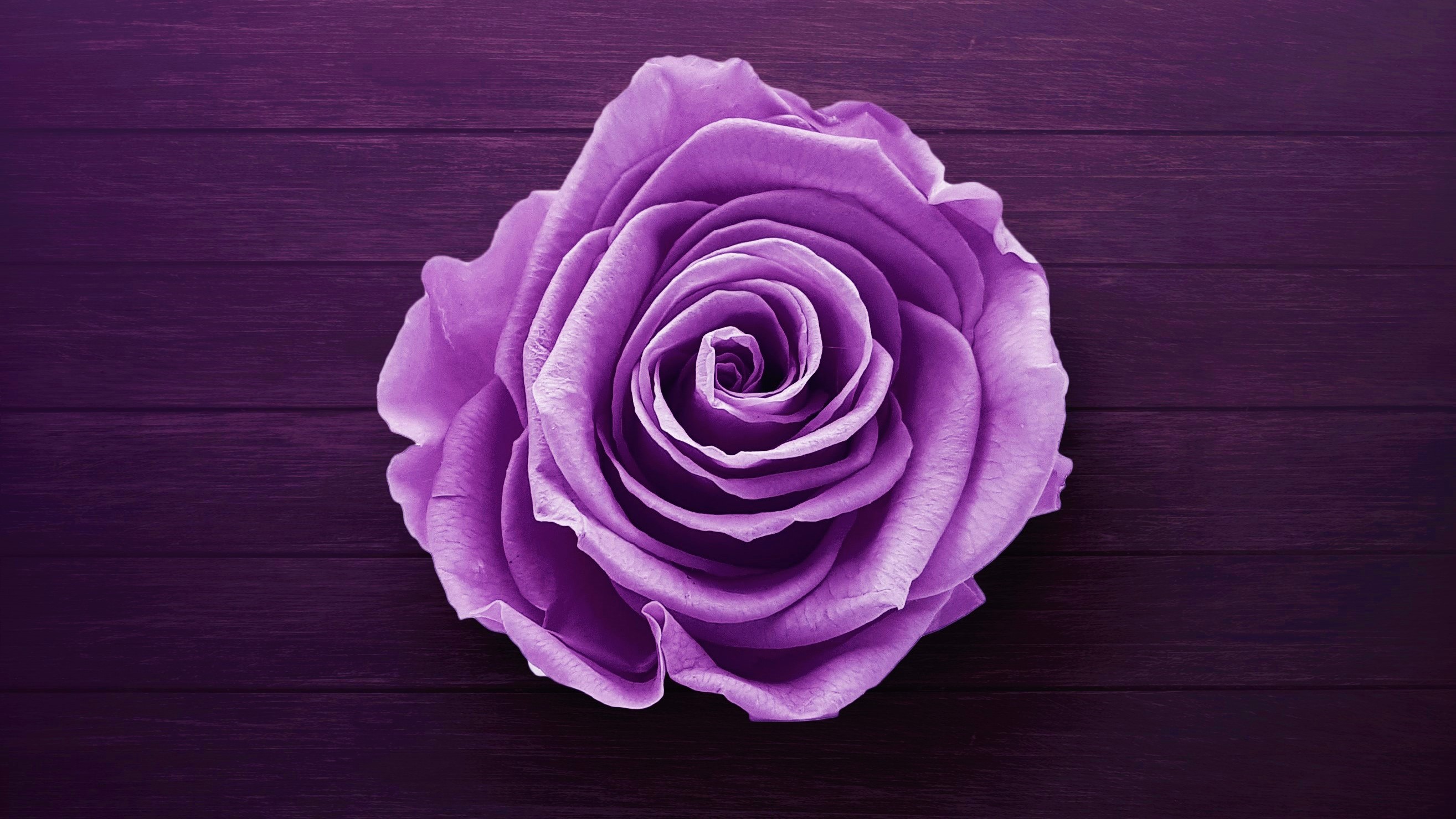 Free download wallpaper Flowers, Flower, Rose, Earth, Purple Flower on your PC desktop