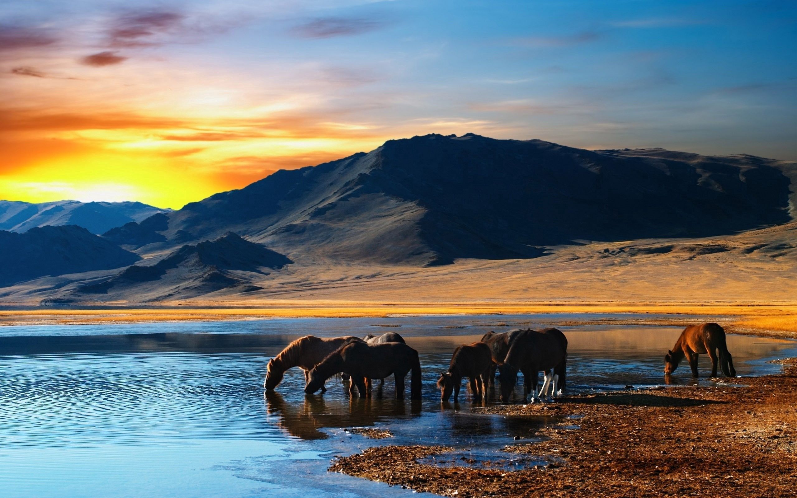 horses, animals, water, sunset, mountains, shore, bank, drink, herd, thirst