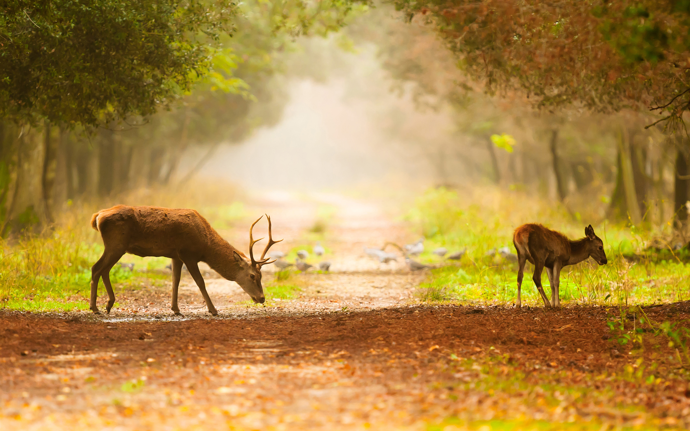 Laden Sie das Tiere, Natur, Pfad, Hirsch-Bild kostenlos auf Ihren PC-Desktop herunter