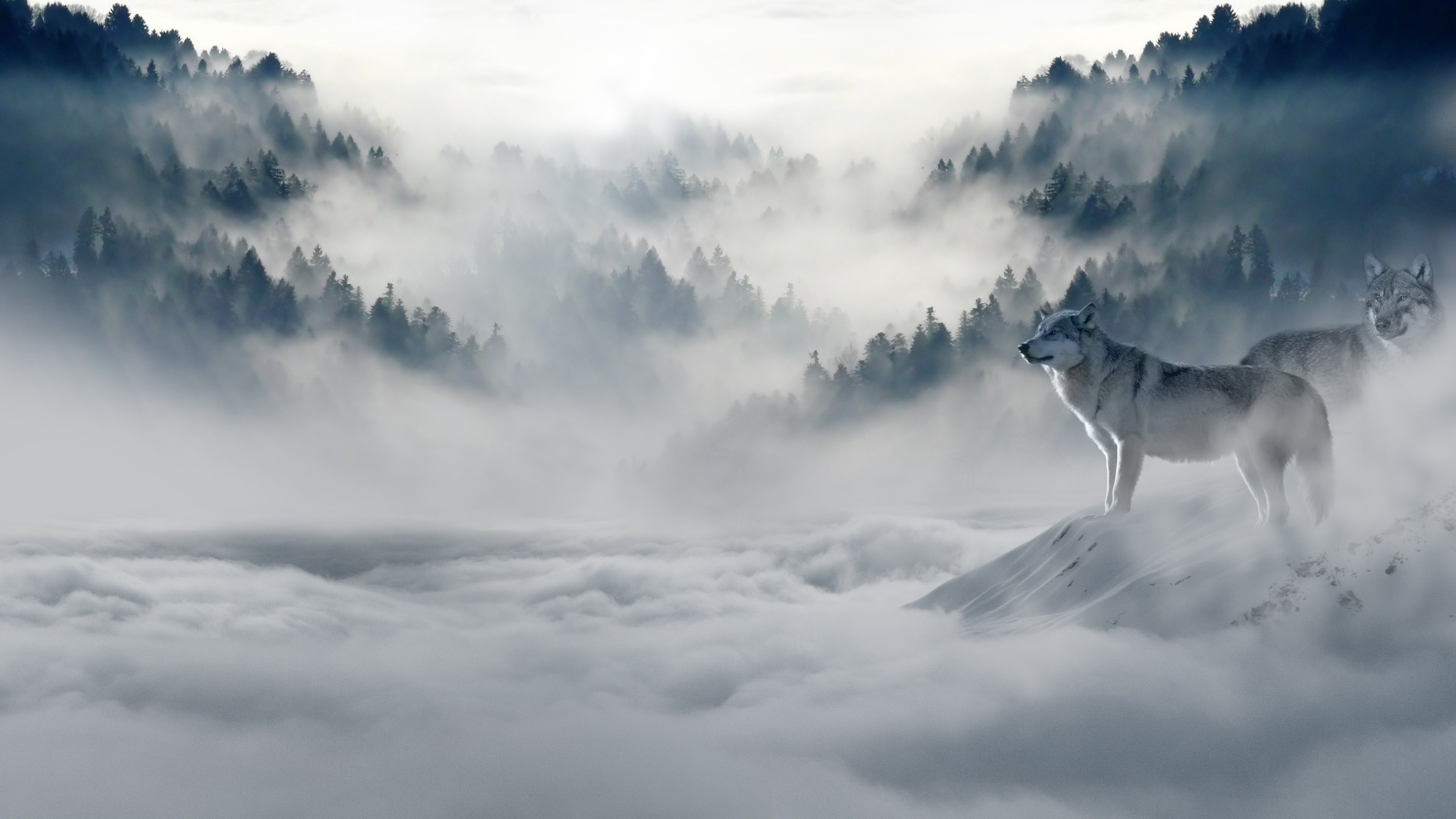 Free download wallpaper Wolf, Animal on your PC desktop