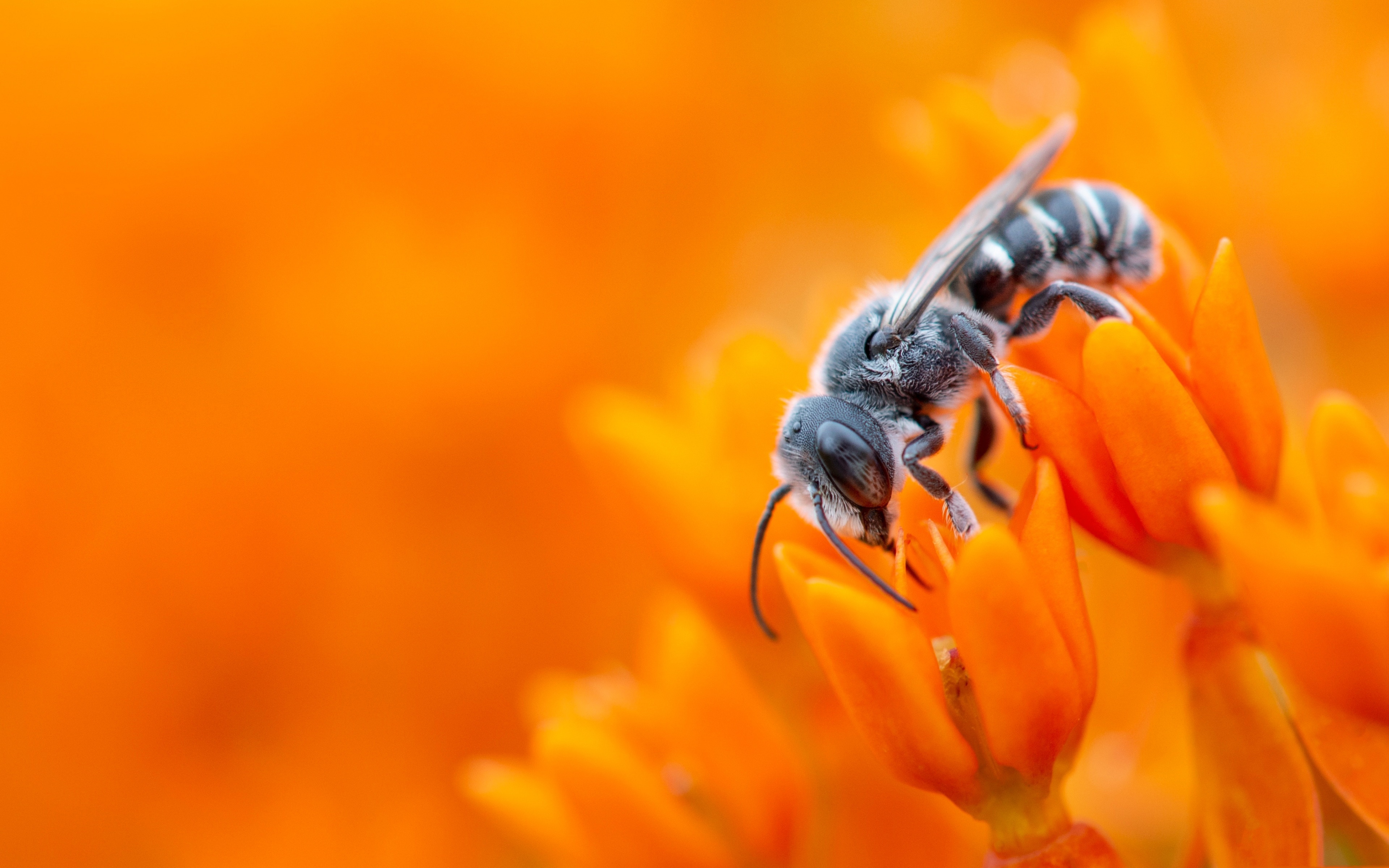 Free download wallpaper Insects, Flower, Macro, Insect, Bee, Animal on your PC desktop