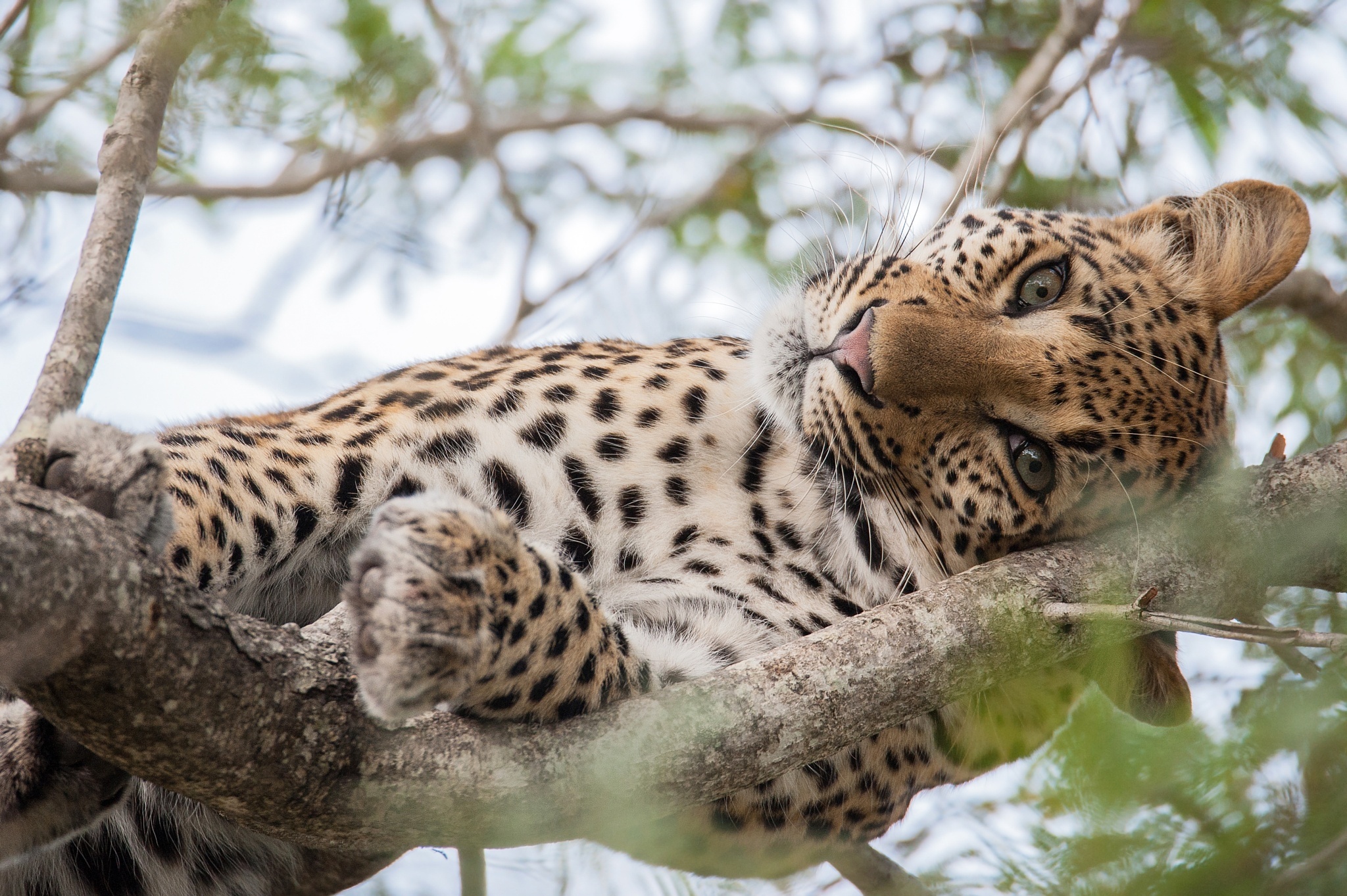 Free download wallpaper Cats, Leopard, Branch, Animal, Resting on your PC desktop