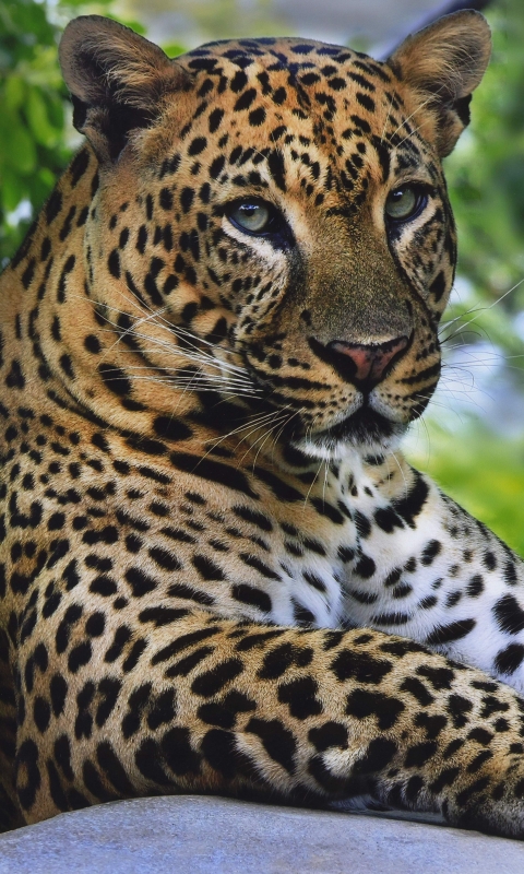 Handy-Wallpaper Tiere, Katzen, Leopard kostenlos herunterladen.