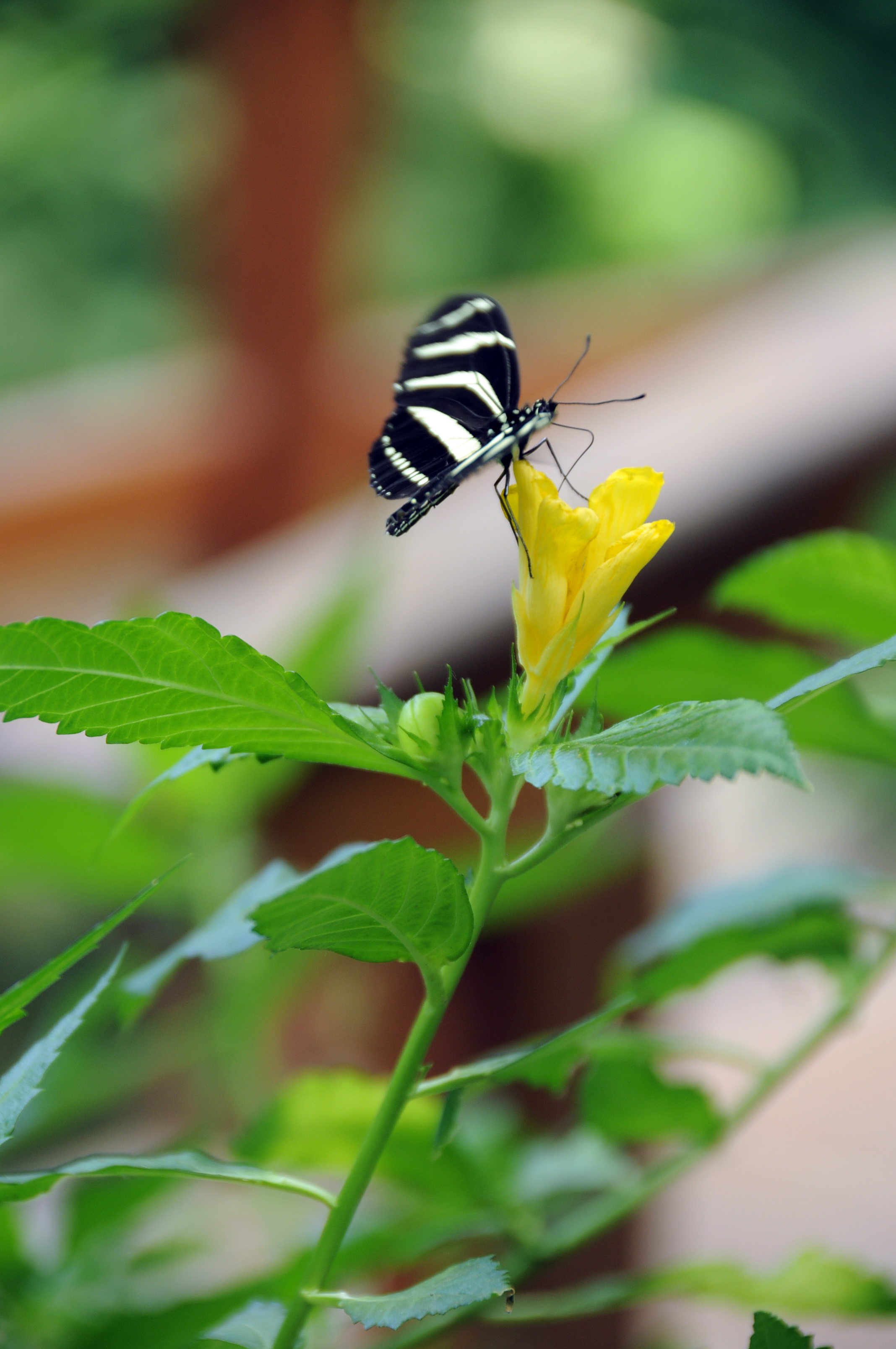 Free download wallpaper Insect, Striped, Macro, Flower, Butterfly on your PC desktop
