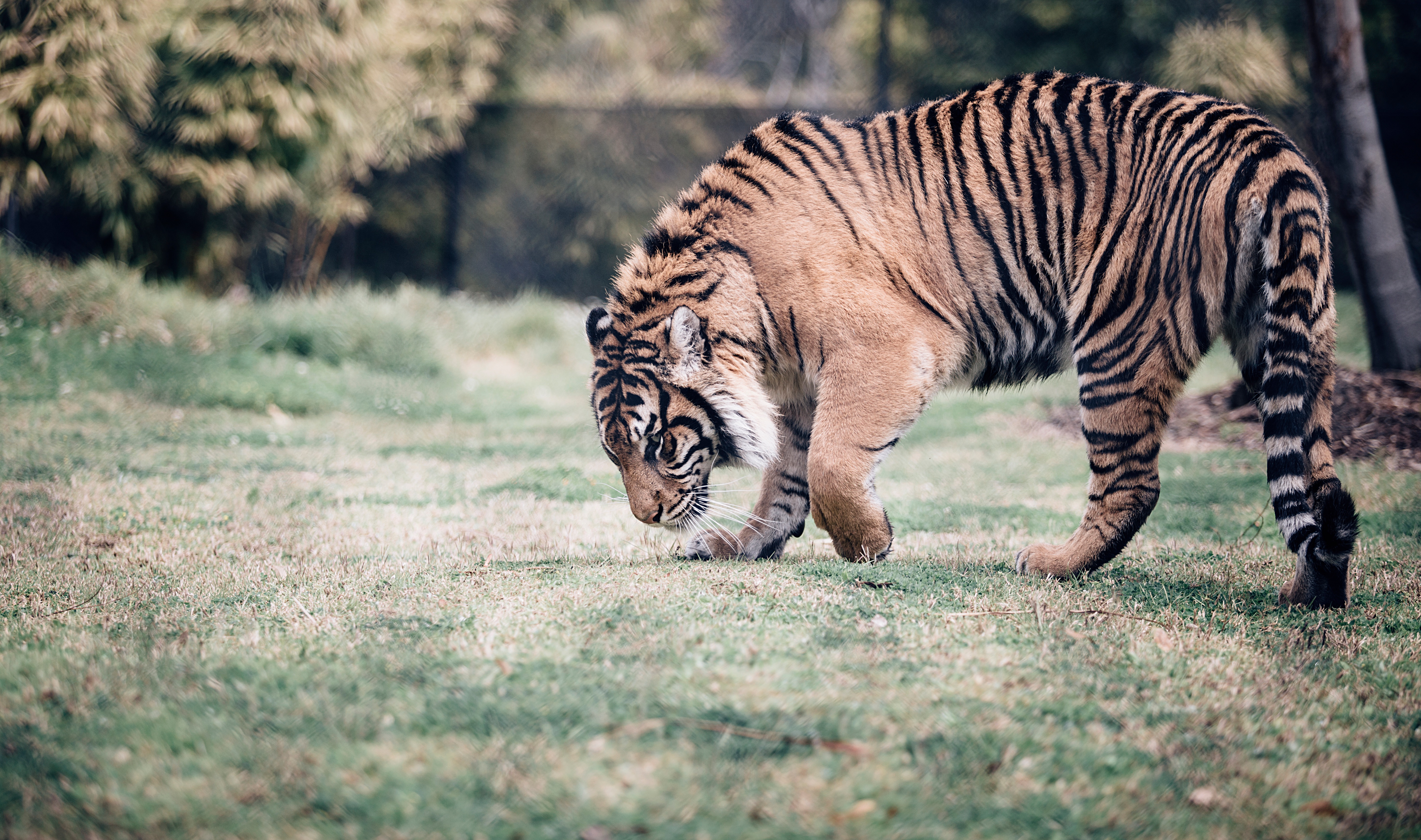 Download mobile wallpaper Predator, Stroll, Animals, Big Cat, Tiger for free.