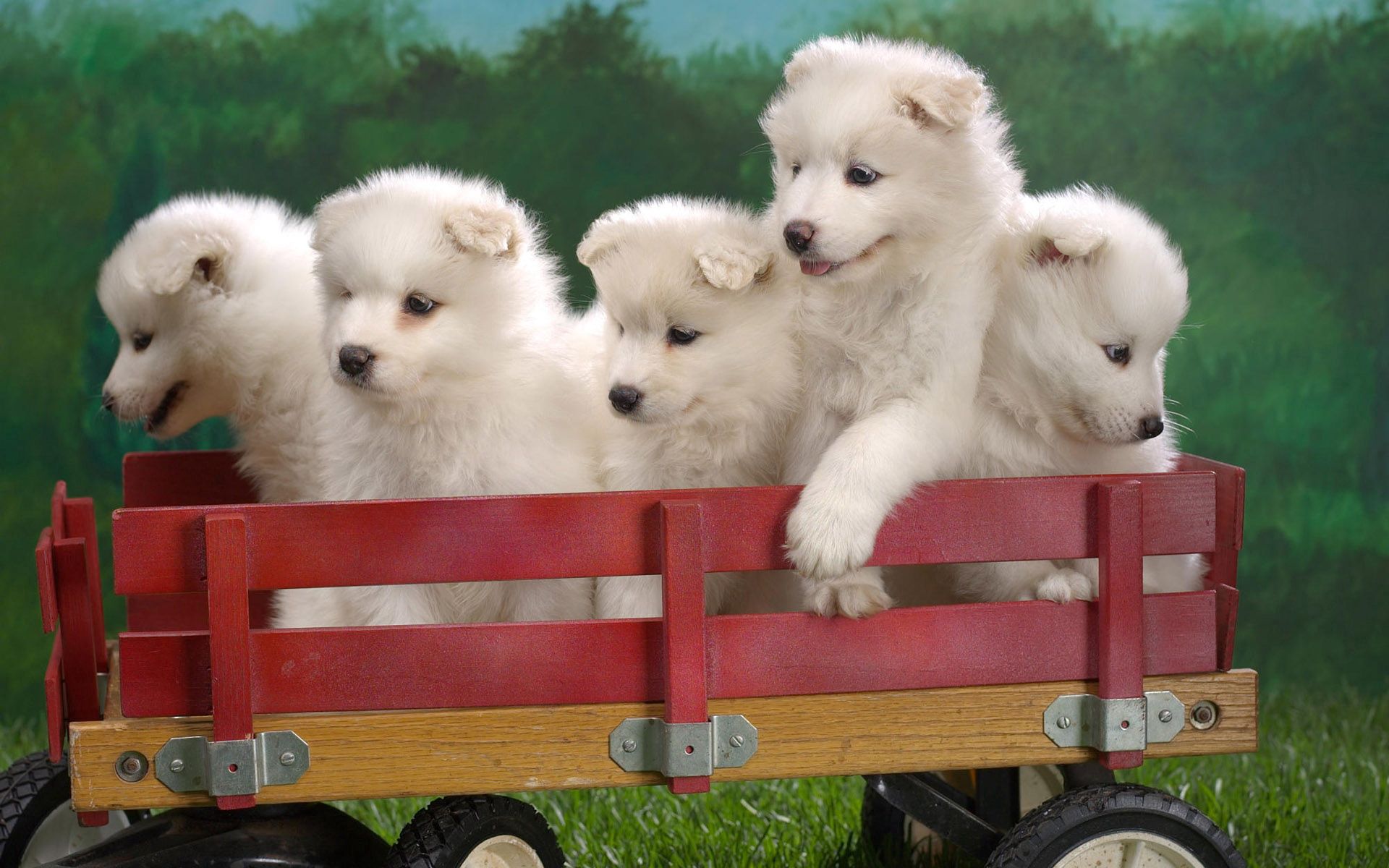 toy, puppies, animals, sit, lots of, multitude, truck, trolley HD wallpaper