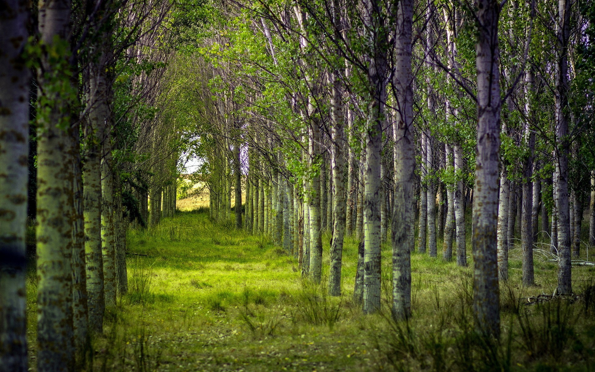Laden Sie das Wald, Frühling, Erde/natur-Bild kostenlos auf Ihren PC-Desktop herunter