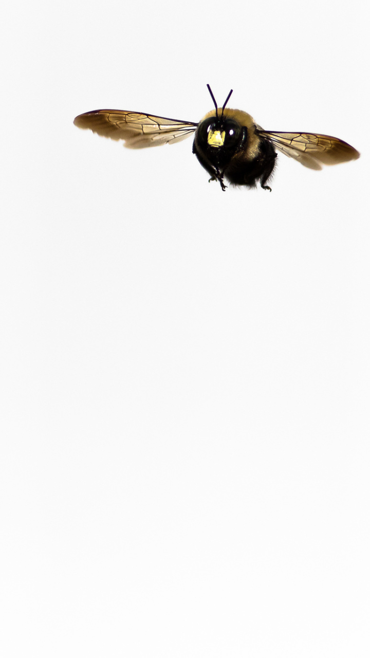 Download mobile wallpaper Insect, Animal, Bumblebee, Minimalist for free.
