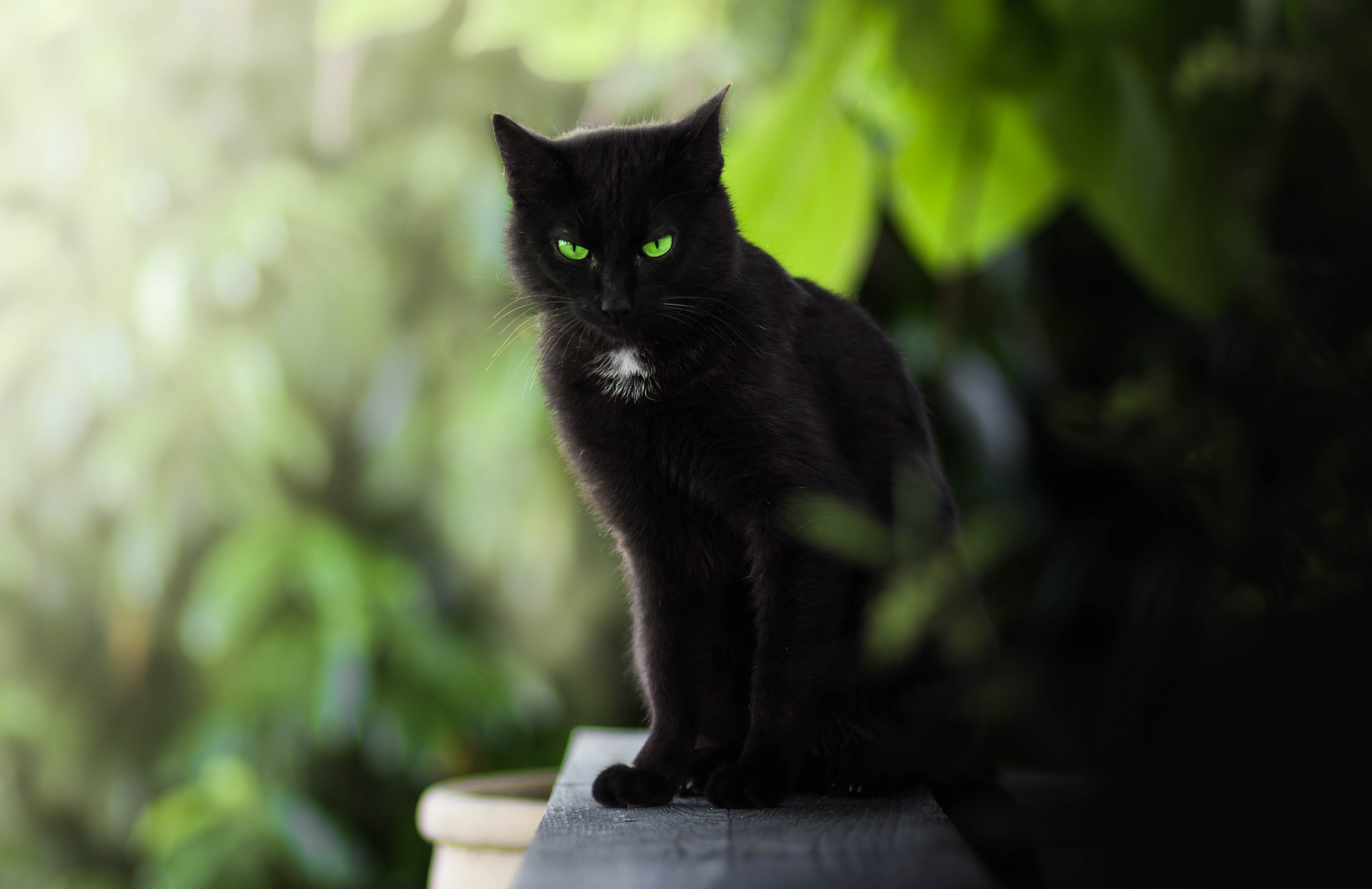 Download mobile wallpaper Cats, Cat, Animal, Green Eyes, Stare, Depth Of Field for free.