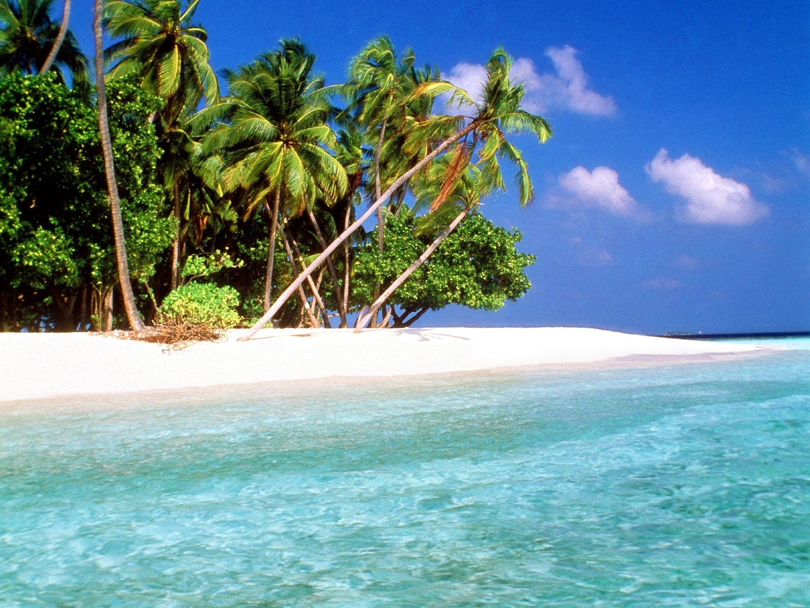 Download mobile wallpaper Sea, Palms, Landscape, Beach for free.