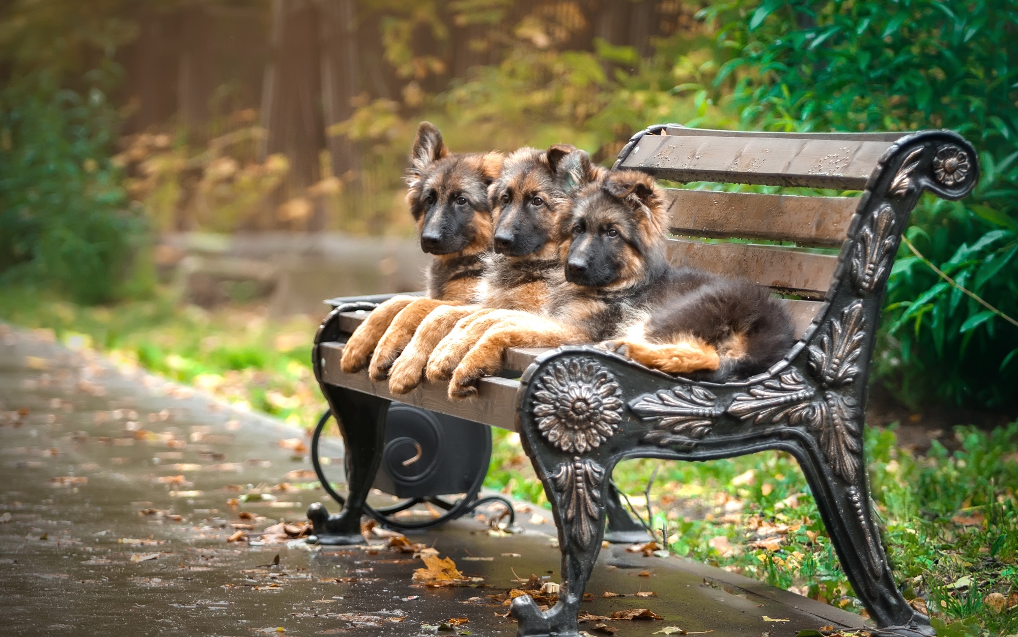 Download mobile wallpaper Dogs, Dog, Animal, Puppy, Bench, German Shepherd, Baby Animal for free.