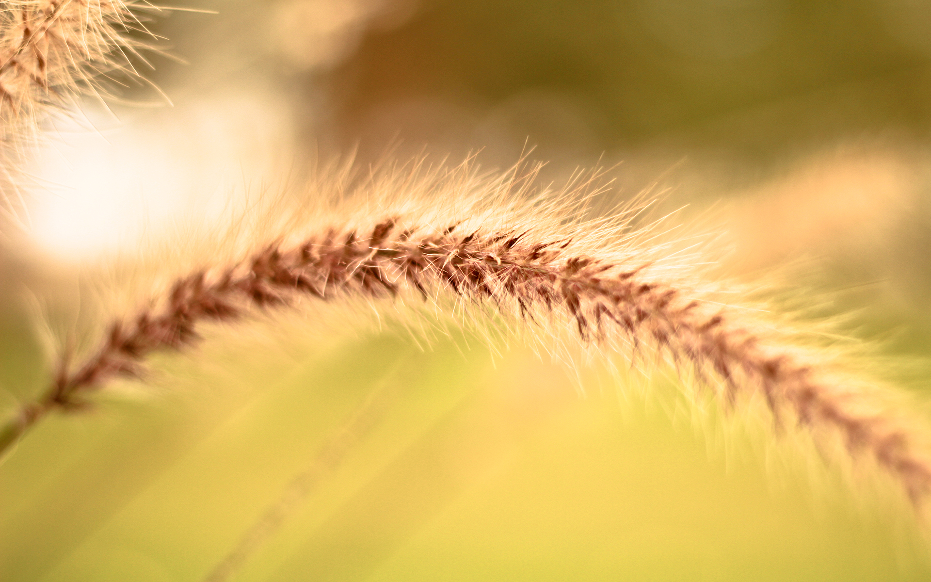 Download mobile wallpaper Nature, Grass, Macro, Close Up, Earth for free.