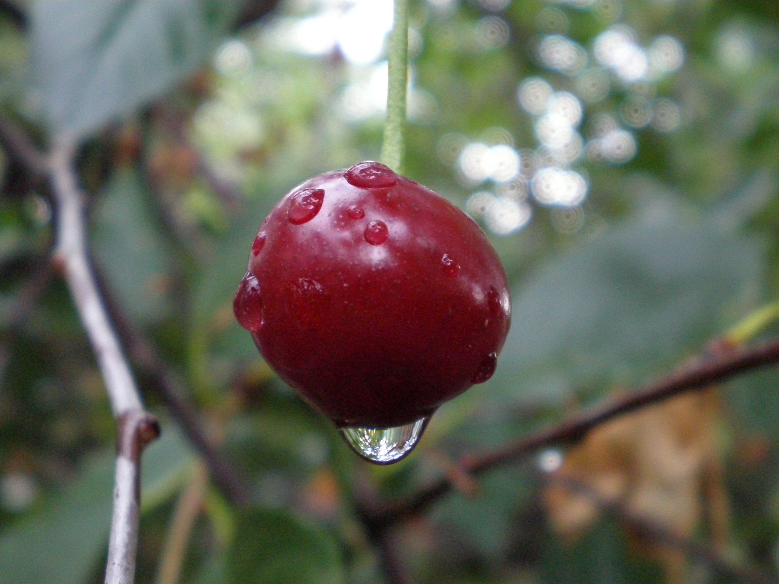 cherry, food, drops, branch, berry, ripe