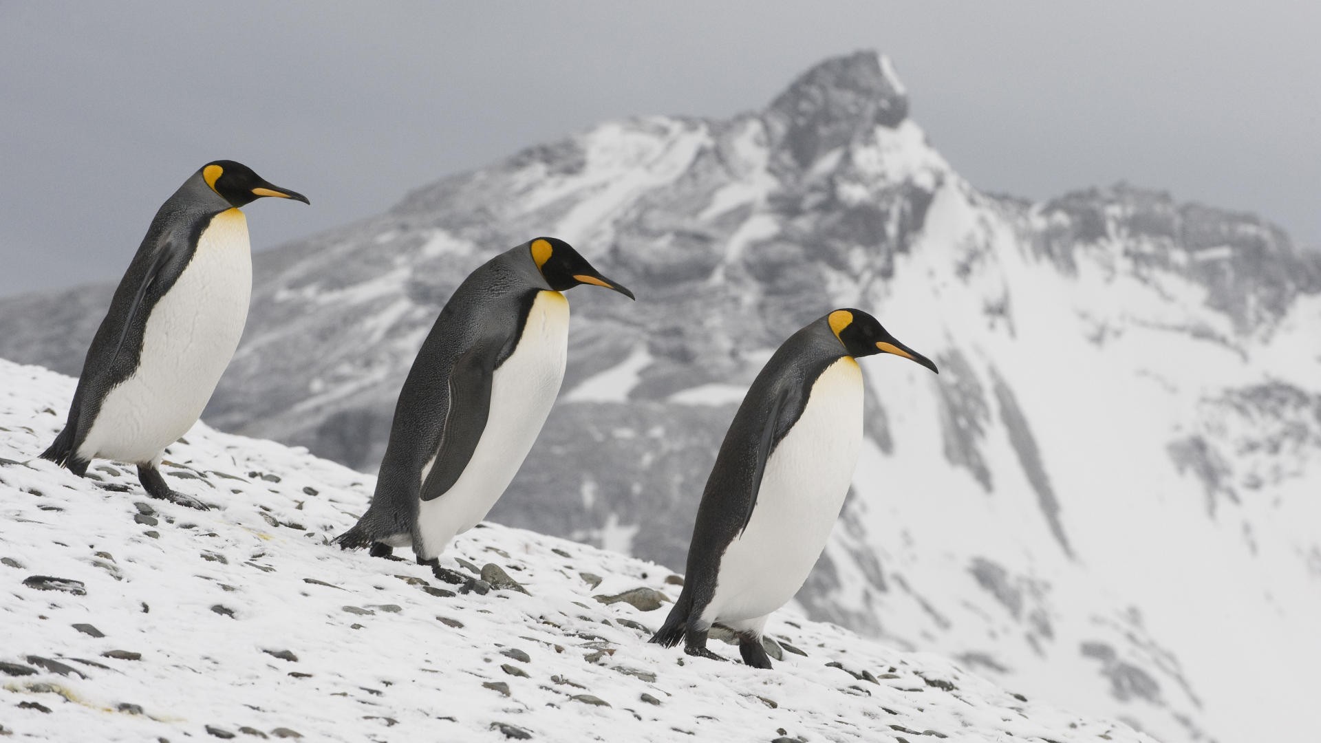 無料モバイル壁紙動物, 皇帝ペンギンをダウンロードします。