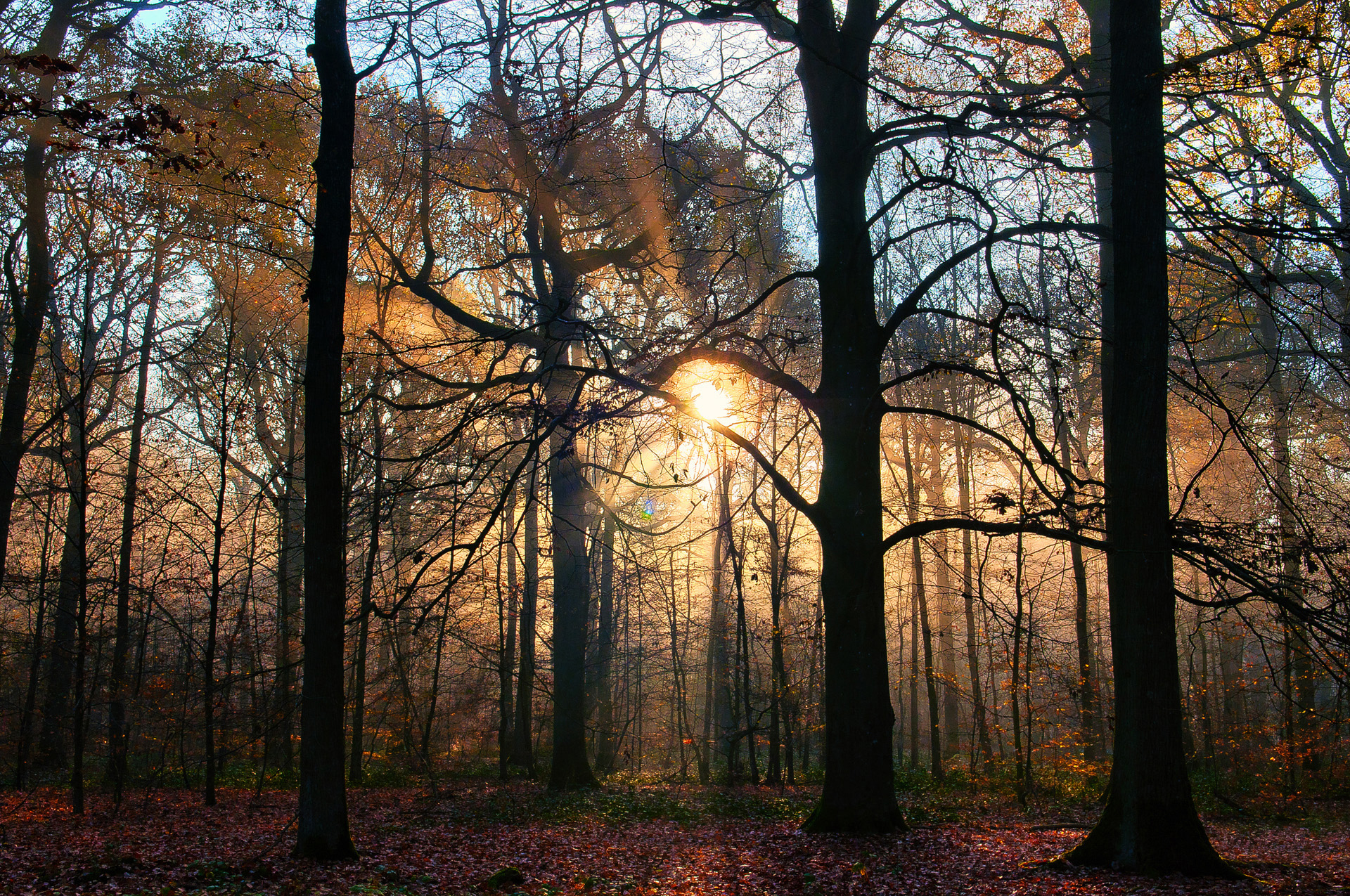 Téléchargez des papiers peints mobile Forêt, Terre/nature gratuitement.