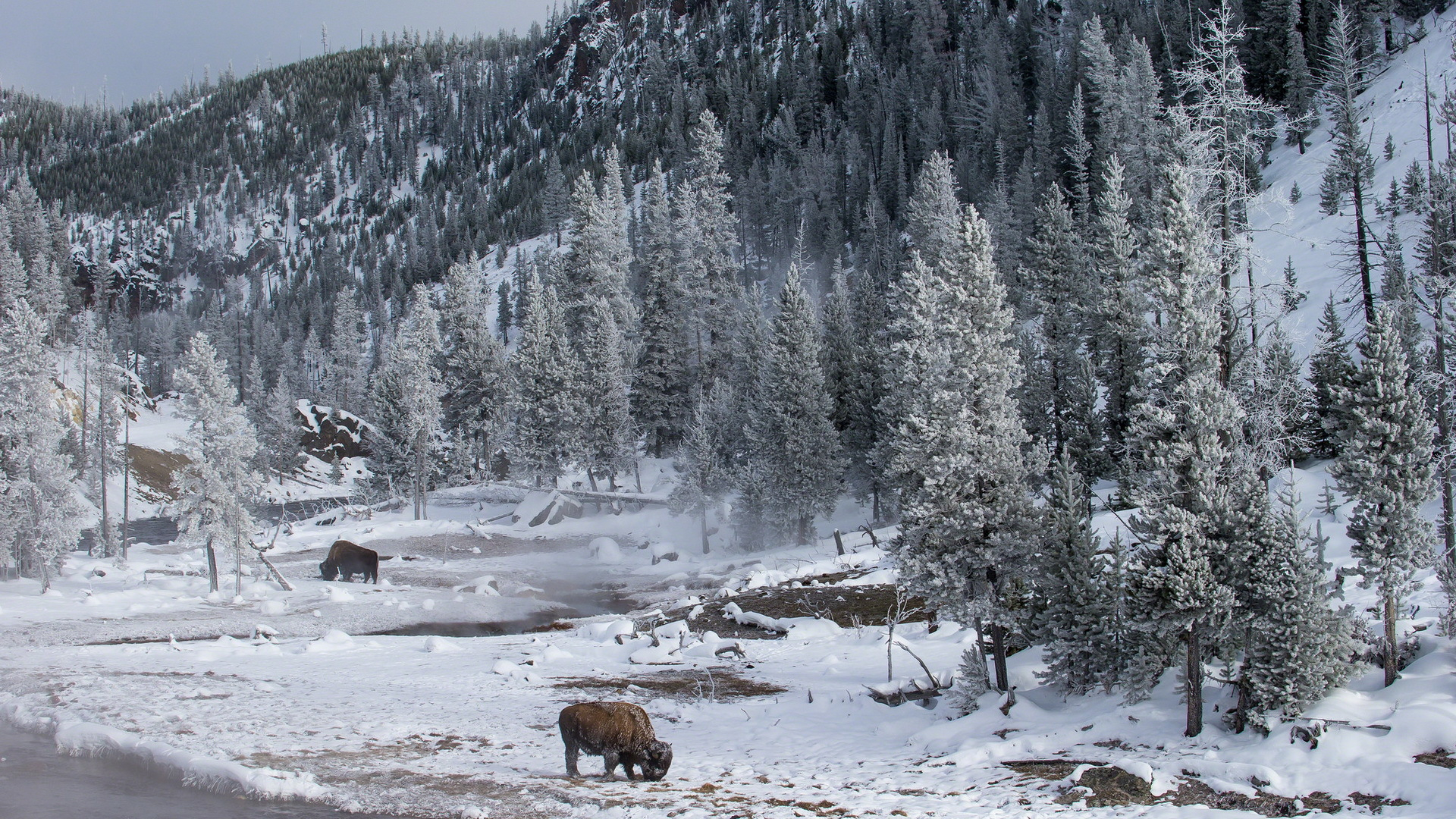 731663 скачать обои зима, земля/природа, американский бизон, йеллоустоун - заставки и картинки бесплатно