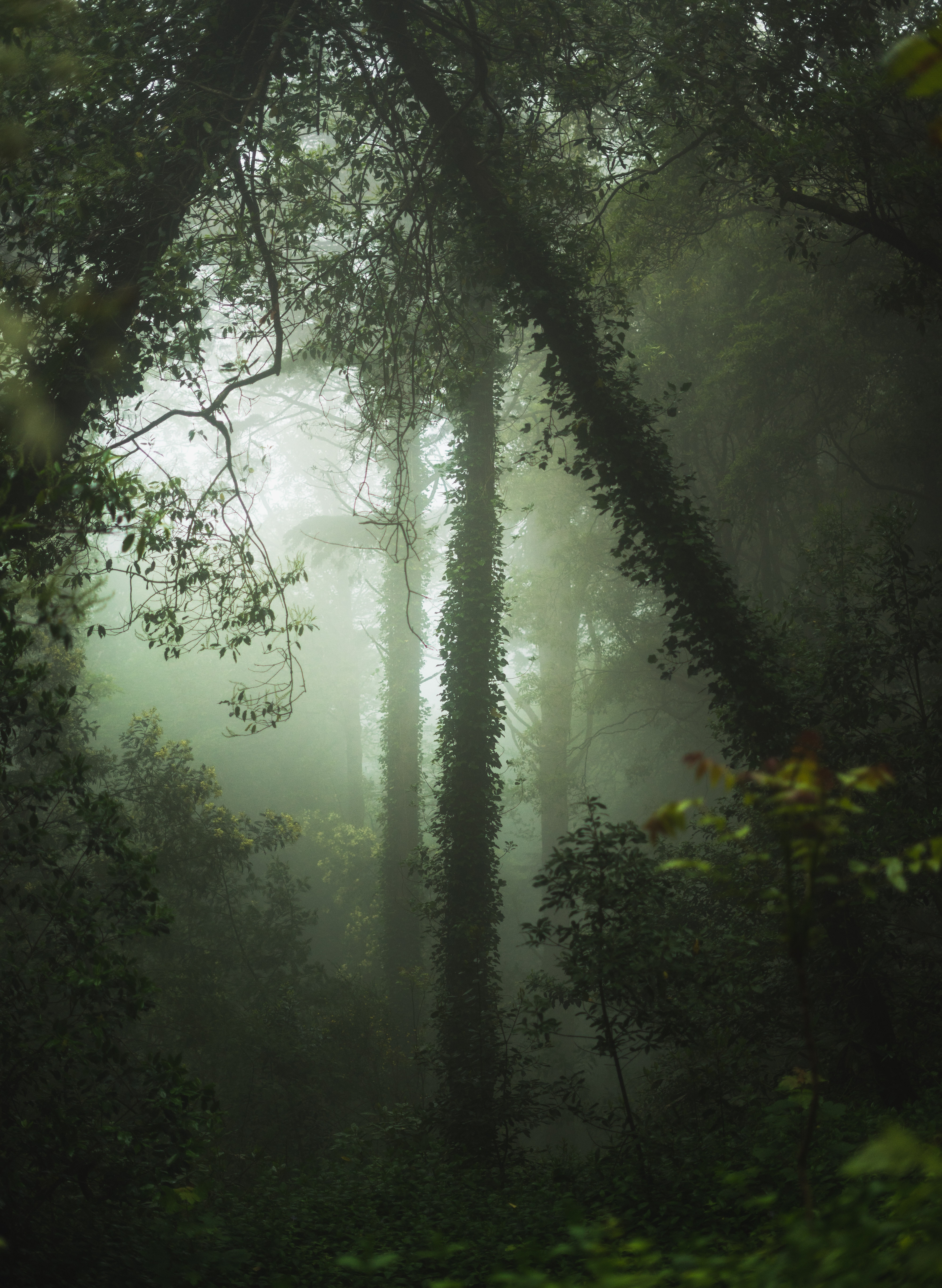Handy-Wallpaper Nebel, Vegetation, Wald, Natur, Bäume kostenlos herunterladen.