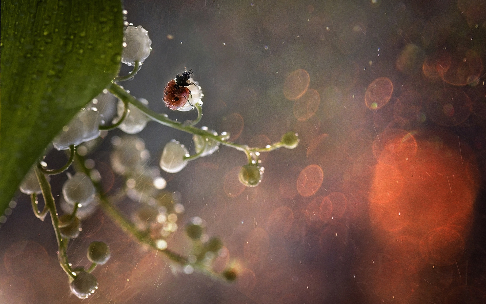Download mobile wallpaper Rain, Flower, Close Up, Insect, Animal, Ladybug, Bokeh for free.