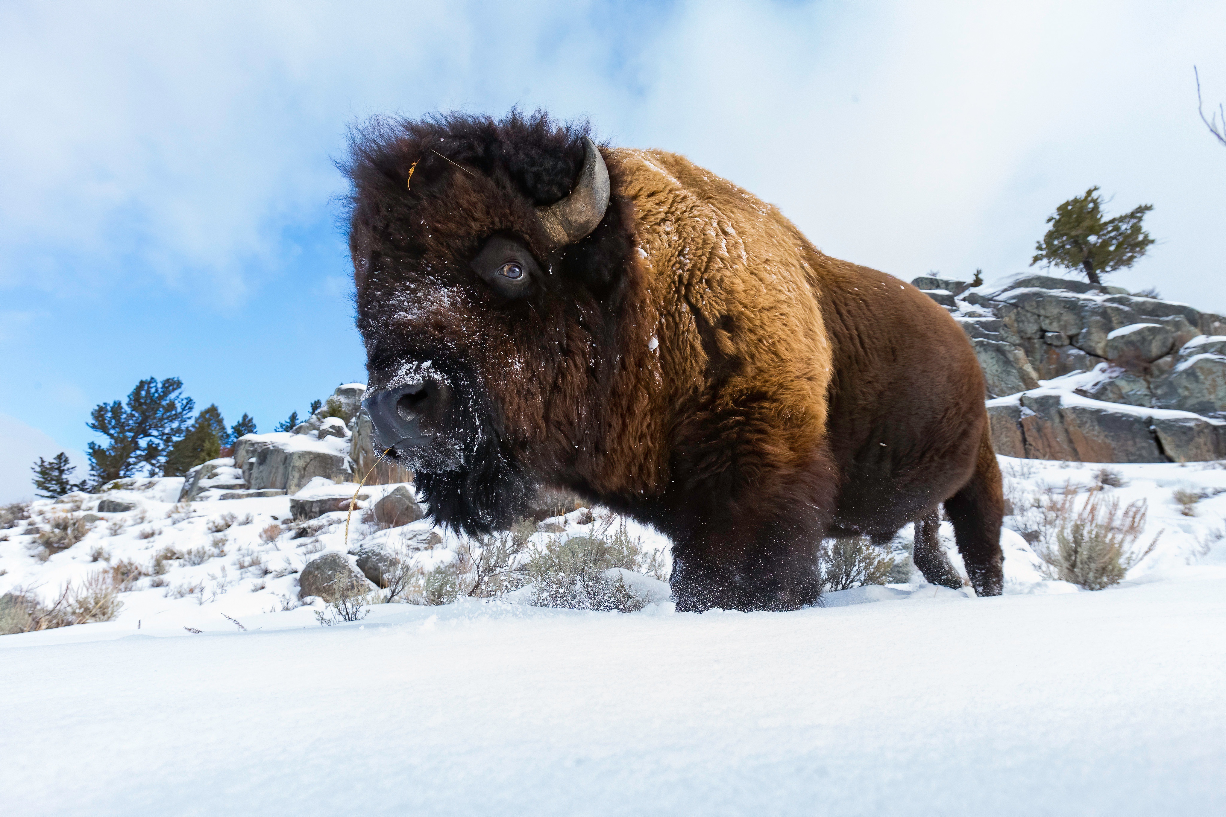 Handy-Wallpaper Tiere, Winter, Schnee, Amerikanischer Bison kostenlos herunterladen.