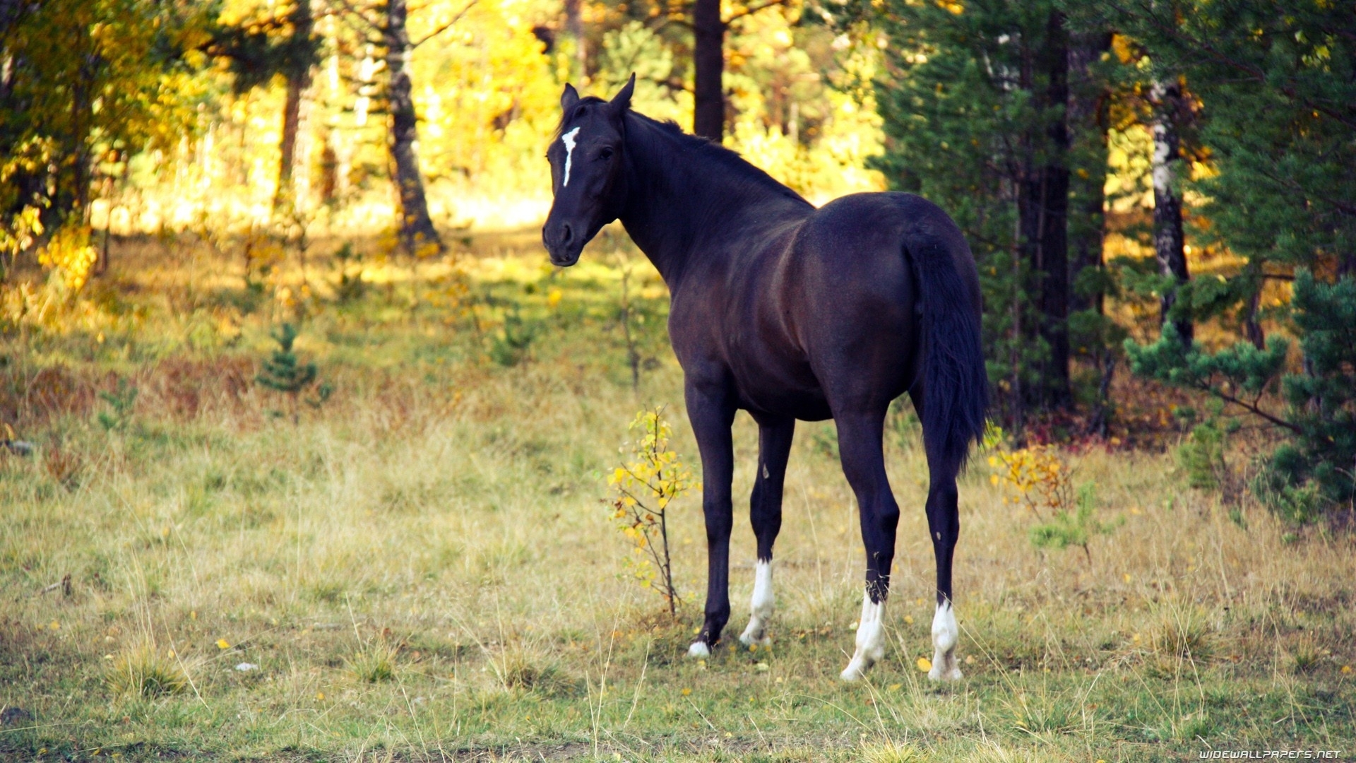 Téléchargez des papiers peints mobile Animaux, Forêt, Cheval, La Nature gratuitement.